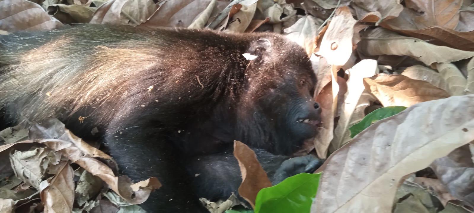 Incendios forestales y calor provocan muerte de 78 monos saraguatos en  Tabasco y Chiapas, denuncia organización ambientalista