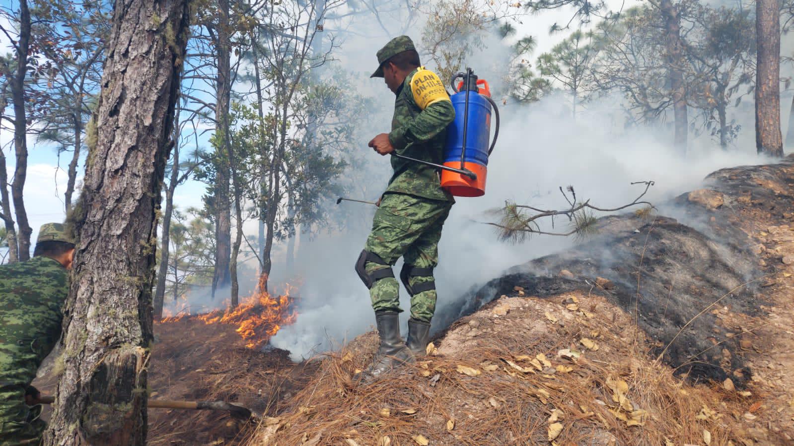 $!Arrasa incendio con más de 100 hectáreas de pino en la sierra de Concordia