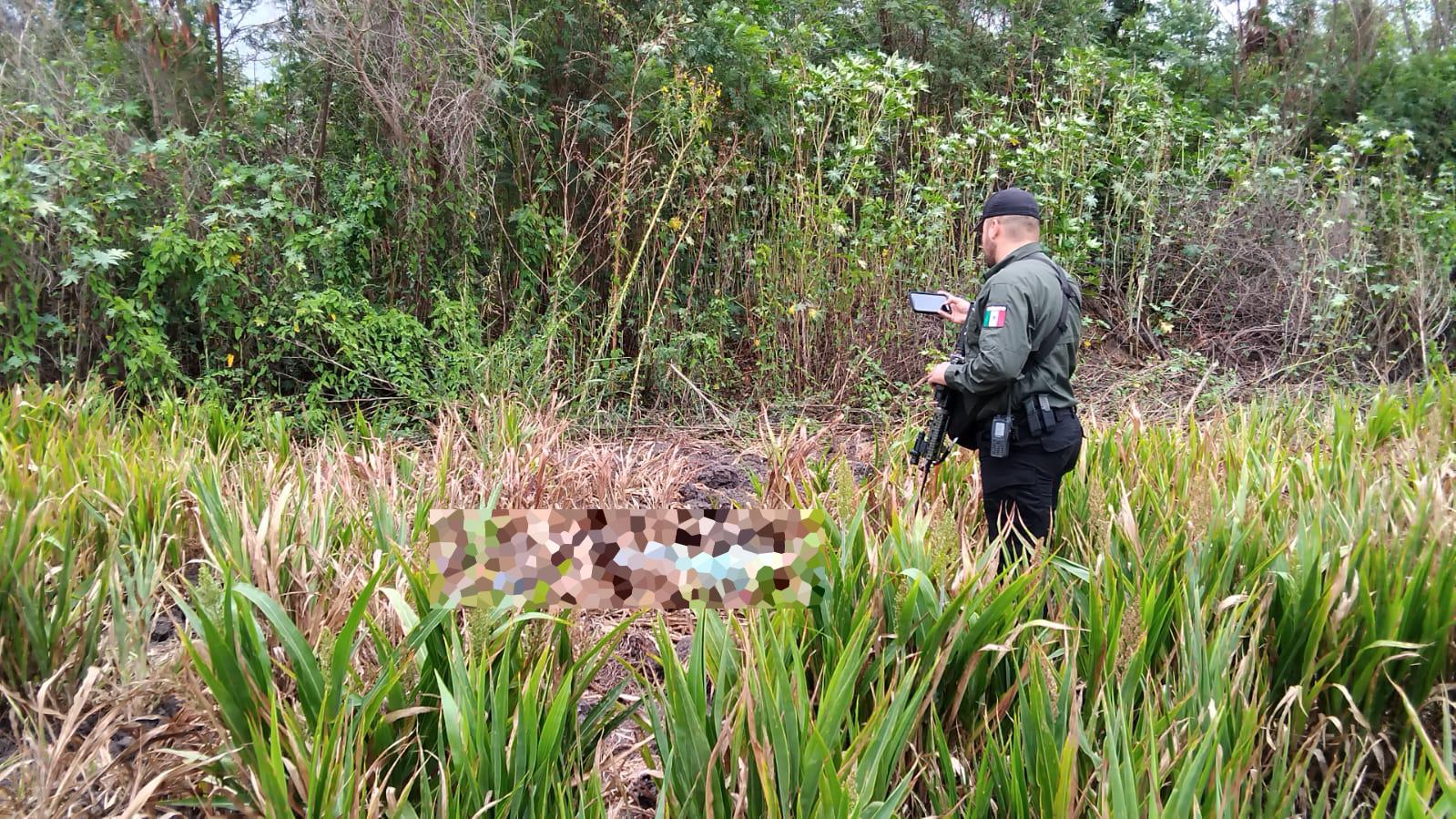 $!Localizan cuerpo en una parcela de sorgo en Costa Rica, Culiacán