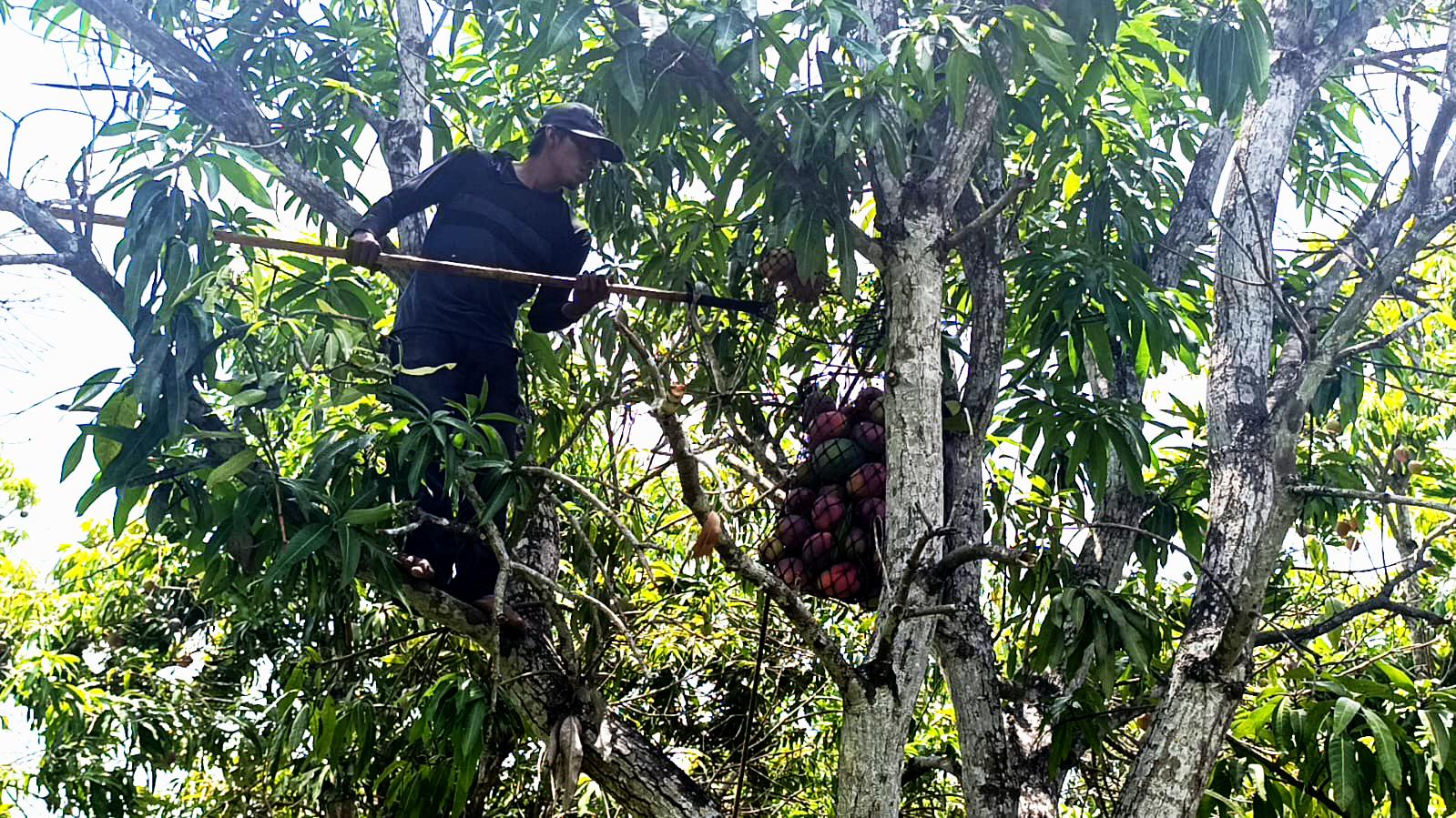 $!El mango de Escuinapa, un corte especial para llegar hasta Japón