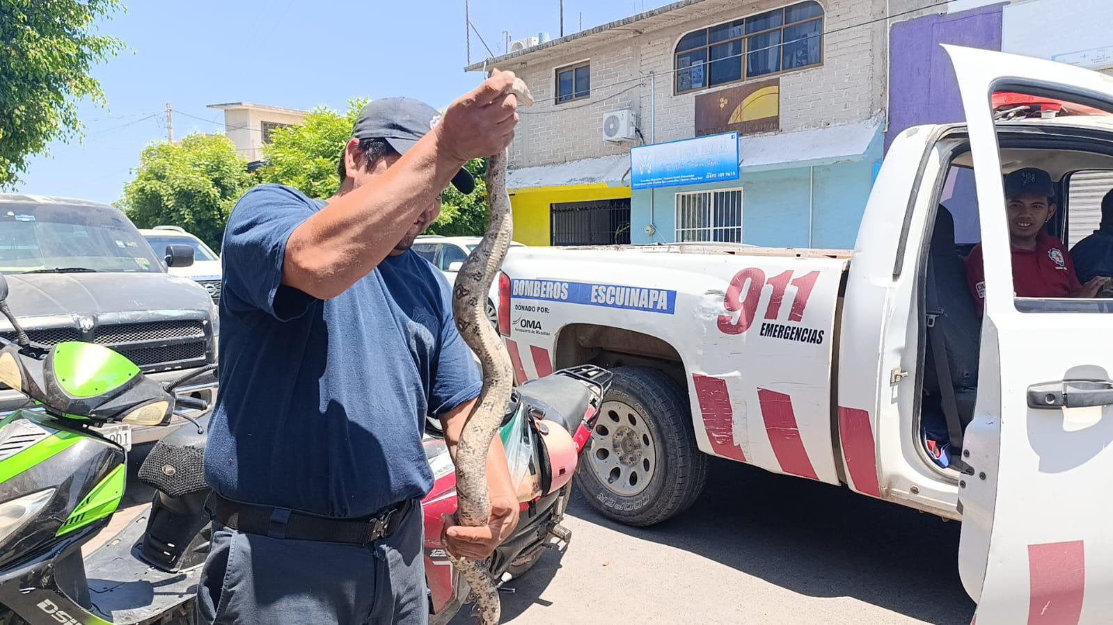 $!Capturan en Escuinapa una culebra ilamacoa cerca del Palacio Municipal