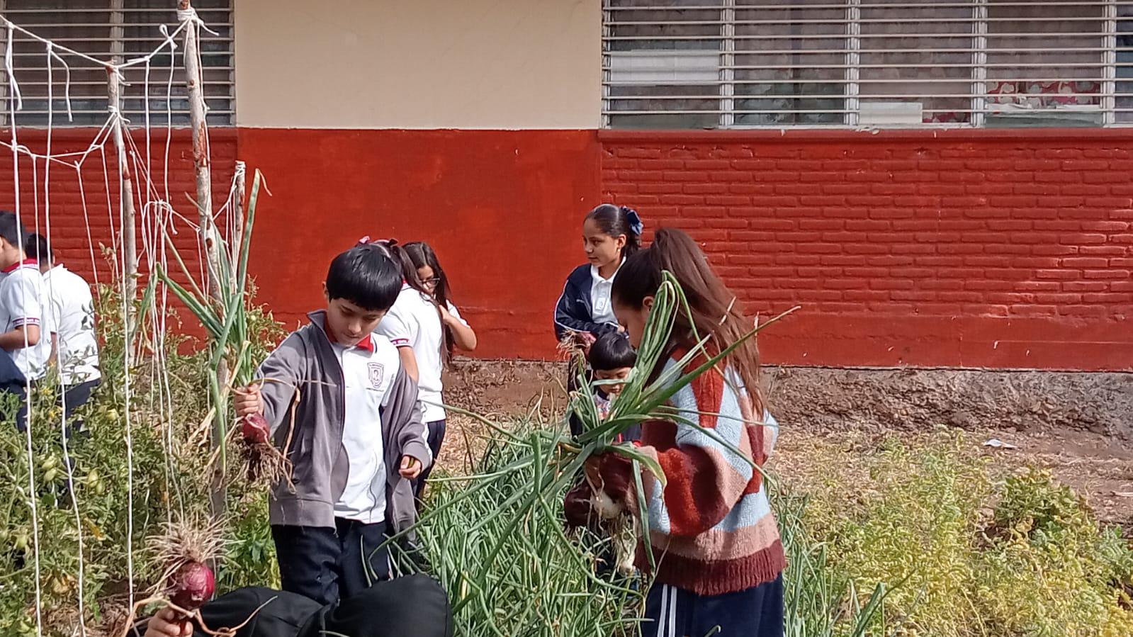 $!Cosechan niños de primaria de Culiacán hortalizas de su propia huerta