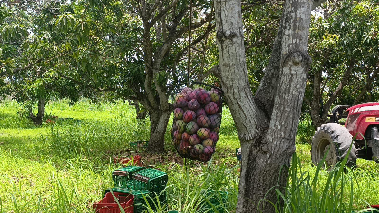 $!El mango de Escuinapa, un corte especial para llegar hasta Japón