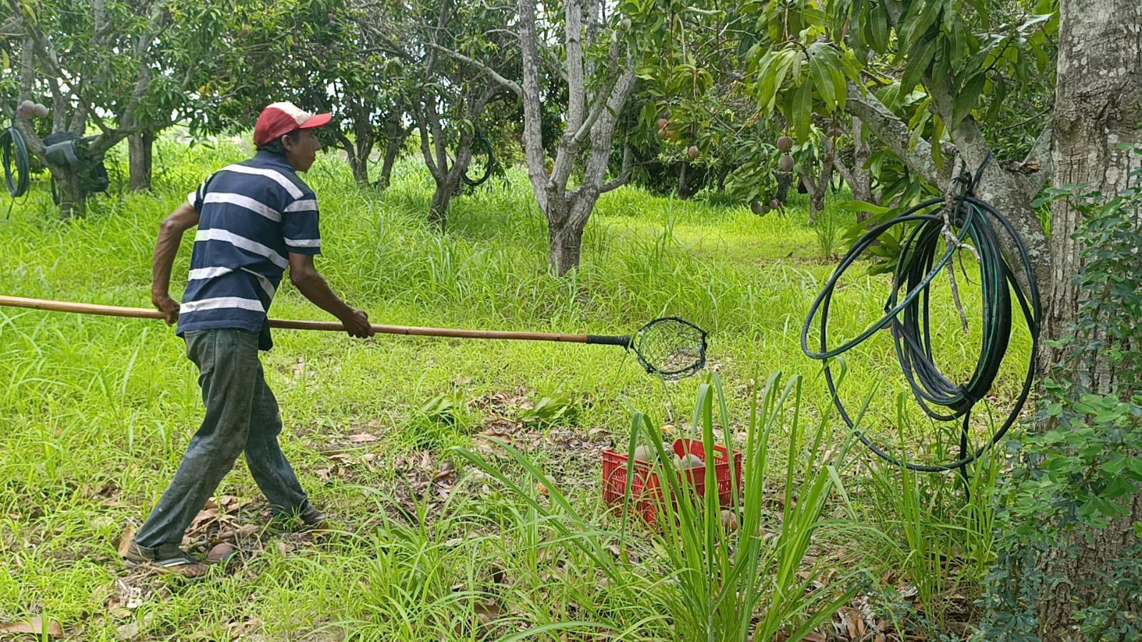 $!El mango de Escuinapa, un corte especial para llegar hasta Japón