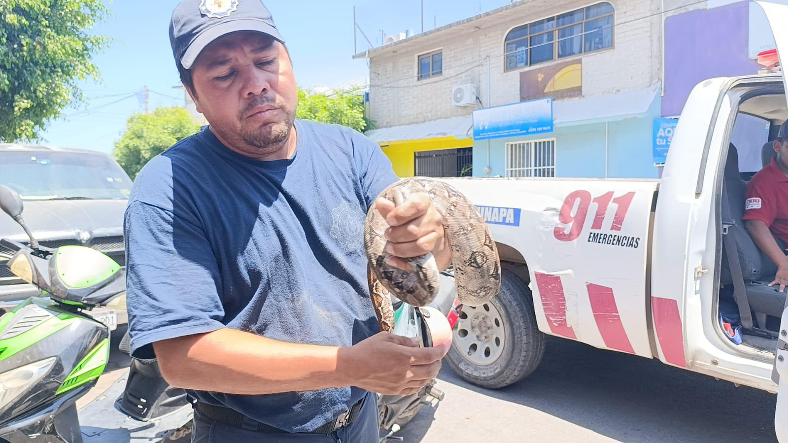 $!Capturan en Escuinapa una culebra ilamacoa cerca del Palacio Municipal