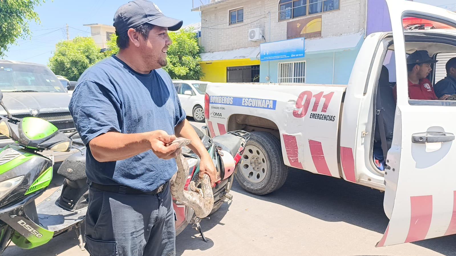 $!Capturan en Escuinapa una culebra ilamacoa cerca del Palacio Municipal