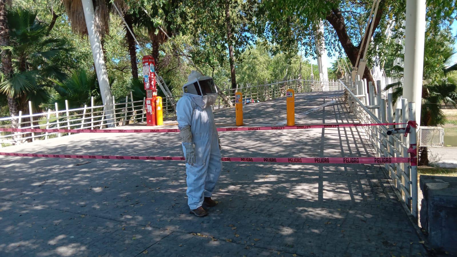 $!Tras casi cuatro horas, Protección Civil logra controlar enjambre de abejas que acechaba el puente bimodal