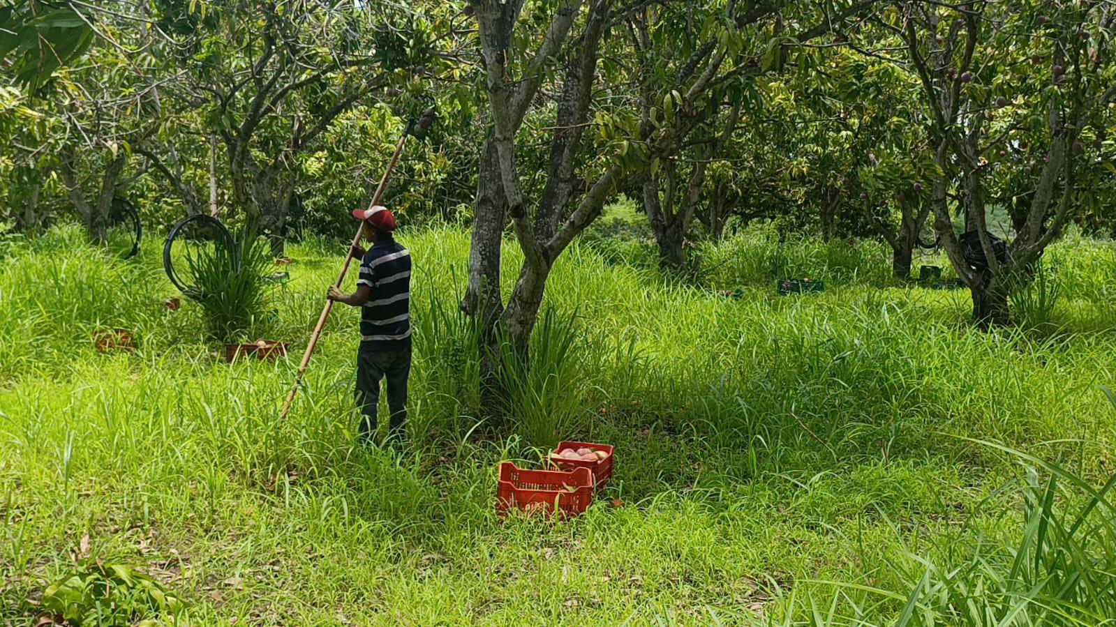 $!El mango de Escuinapa, un corte especial para llegar hasta Japón