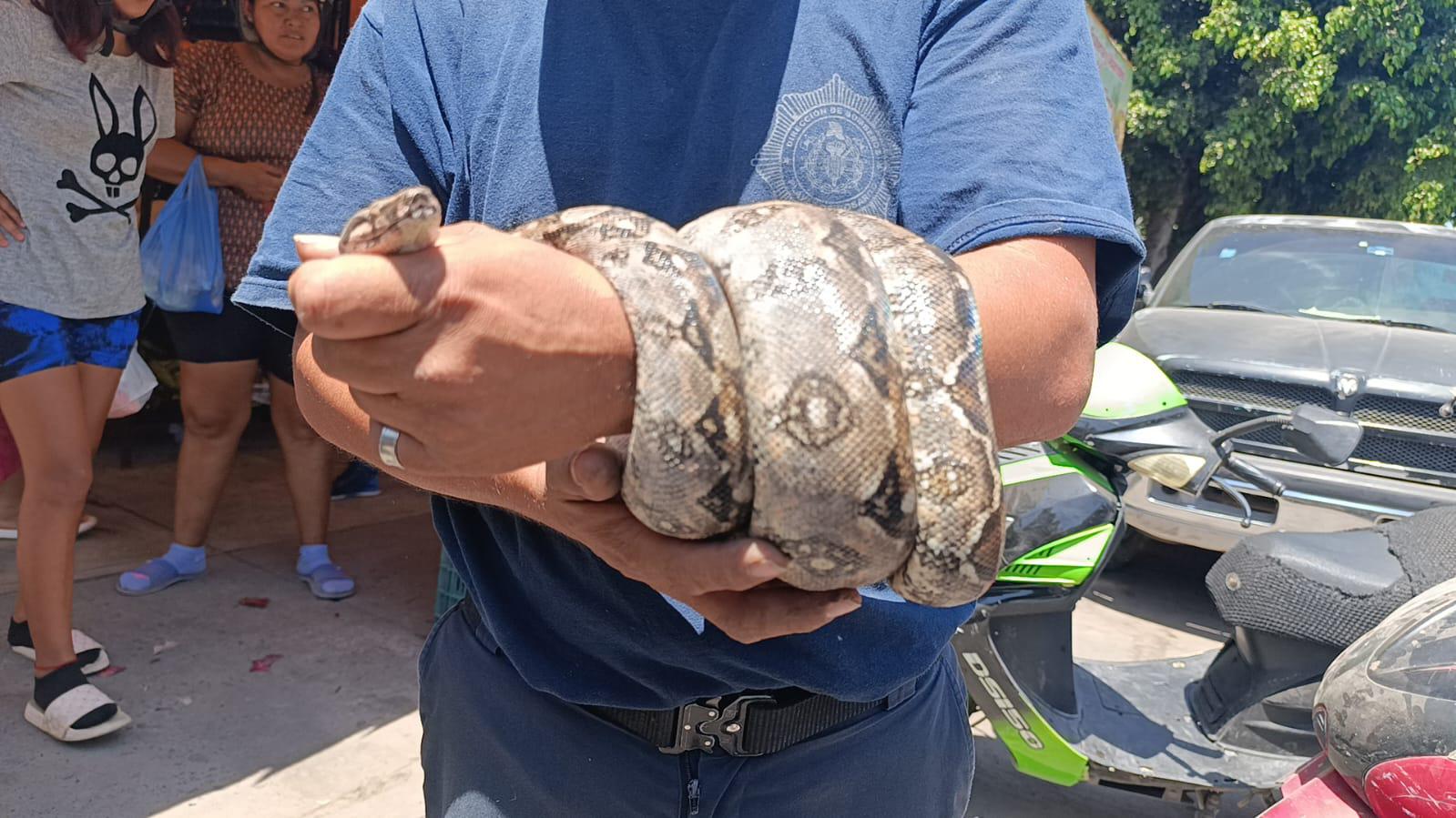 $!Capturan en Escuinapa una culebra ilamacoa cerca del Palacio Municipal