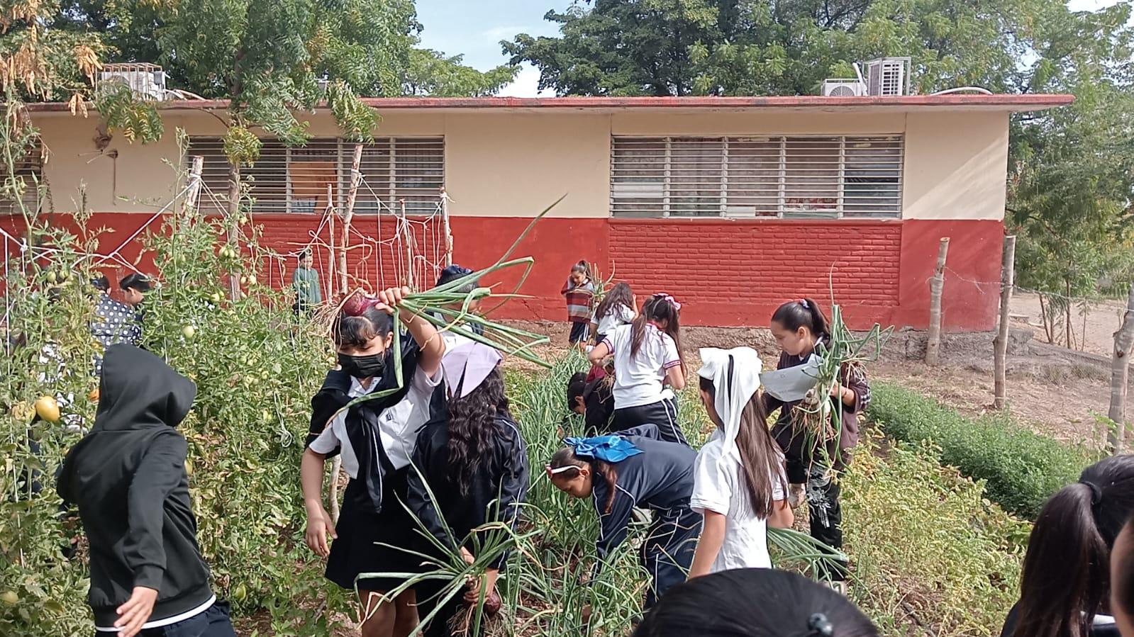 $!Cosechan niños de primaria de Culiacán hortalizas de su propia huerta