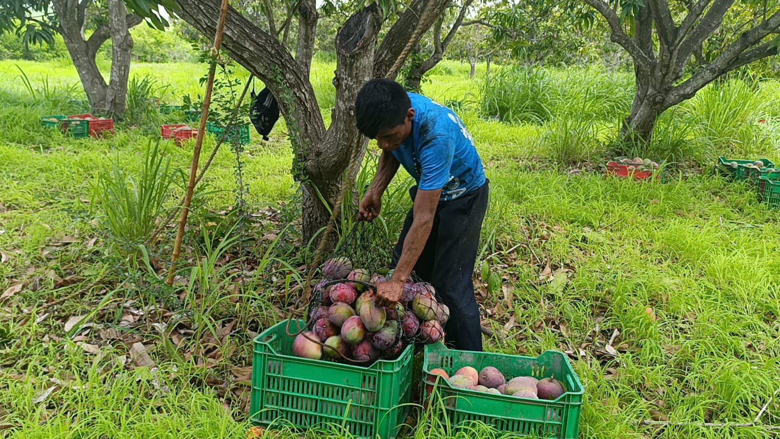 $!El mango de Escuinapa, un corte especial para llegar hasta Japón