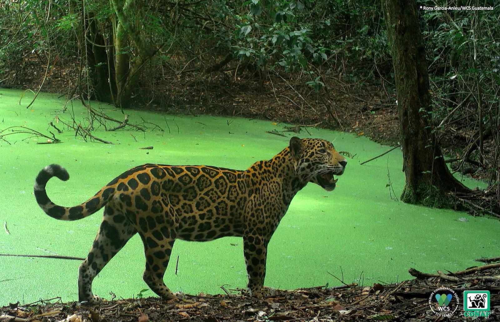 $!Jaguar captado en la Reserva de la Biosfera Maya, en Guatemala.