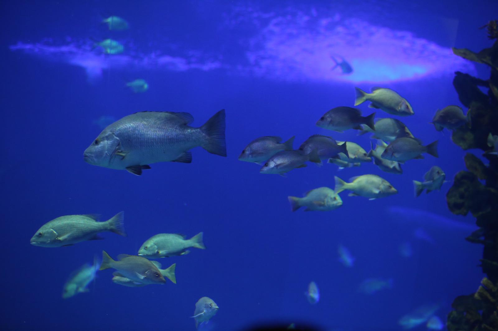 $!Celebran primer año del Gran Acuario Mazatlán Mar de Cortés e inauguran ‘El Nido’