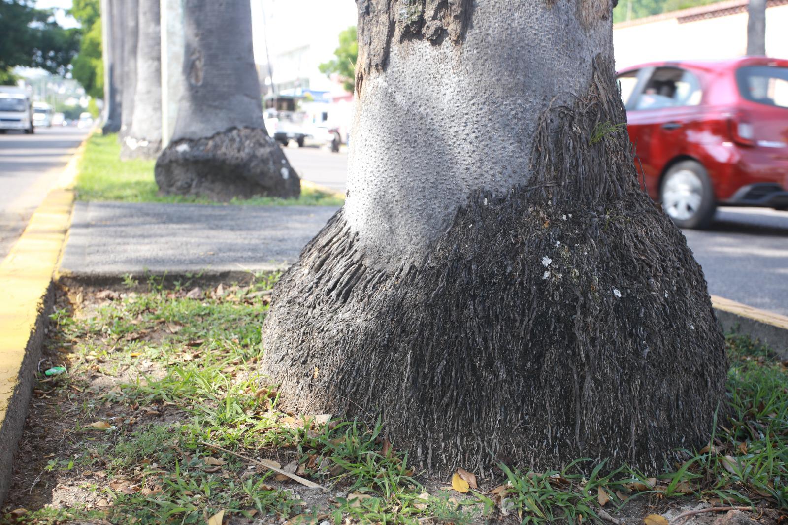 $!Palmeras en Mazatlán, ¿un atractivo o un peligro?