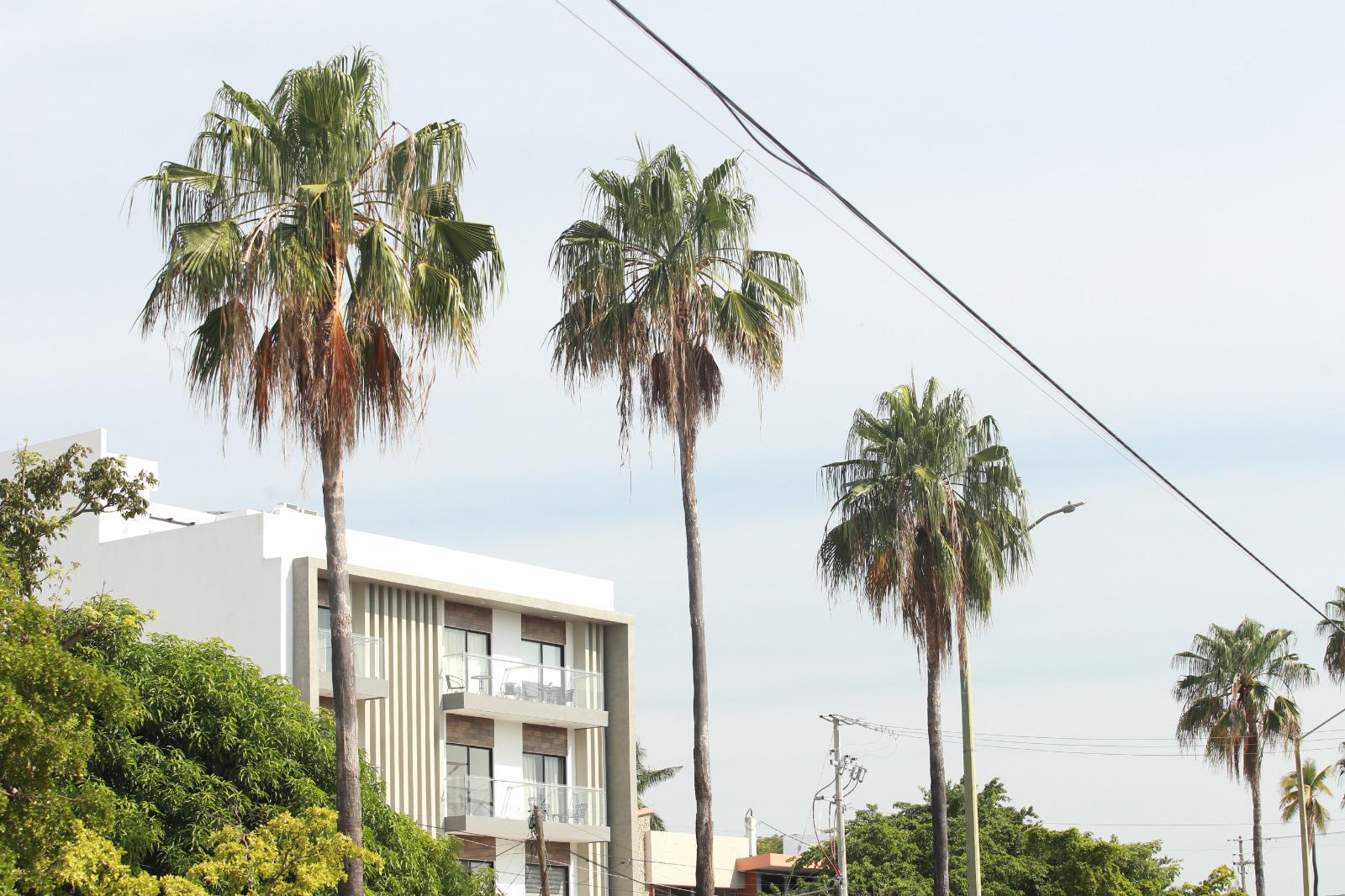 $!Palmeras en Mazatlán, ¿un atractivo o un peligro?