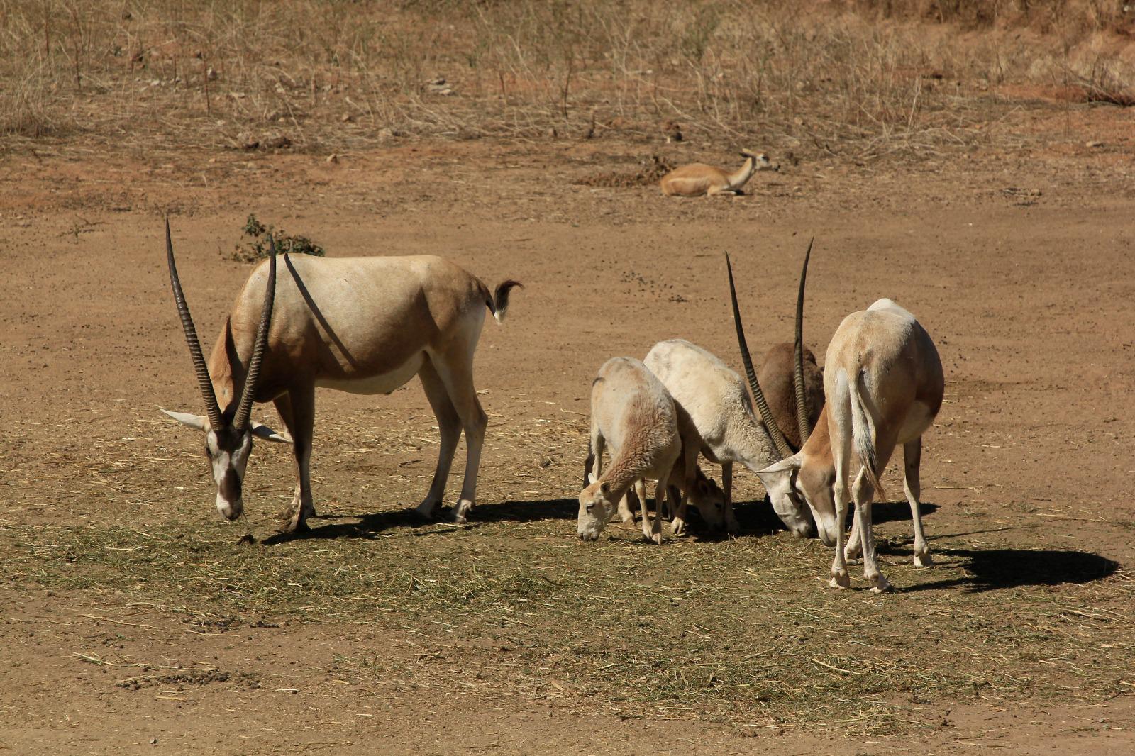 $!Reintegran a 90 animales rehabilitados a su hábitat natural