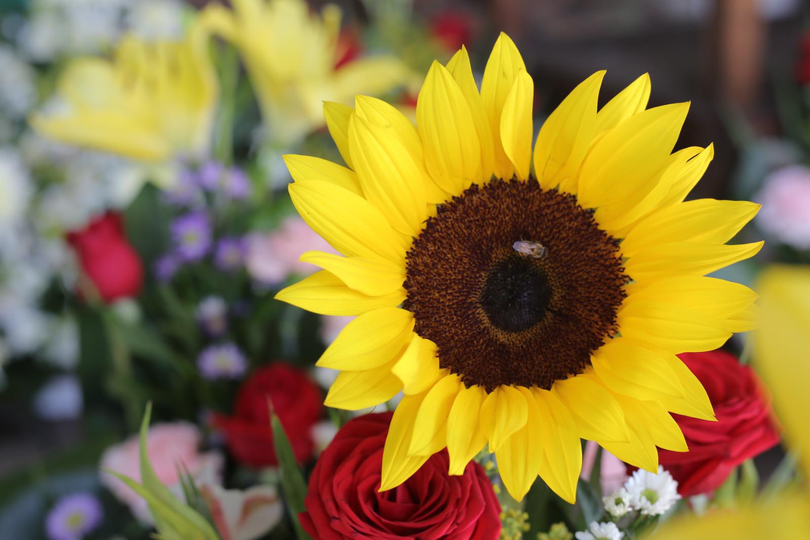 $!Vendedores de flores en Mazatlán esperan aumento de ventas por el Día de Muertos