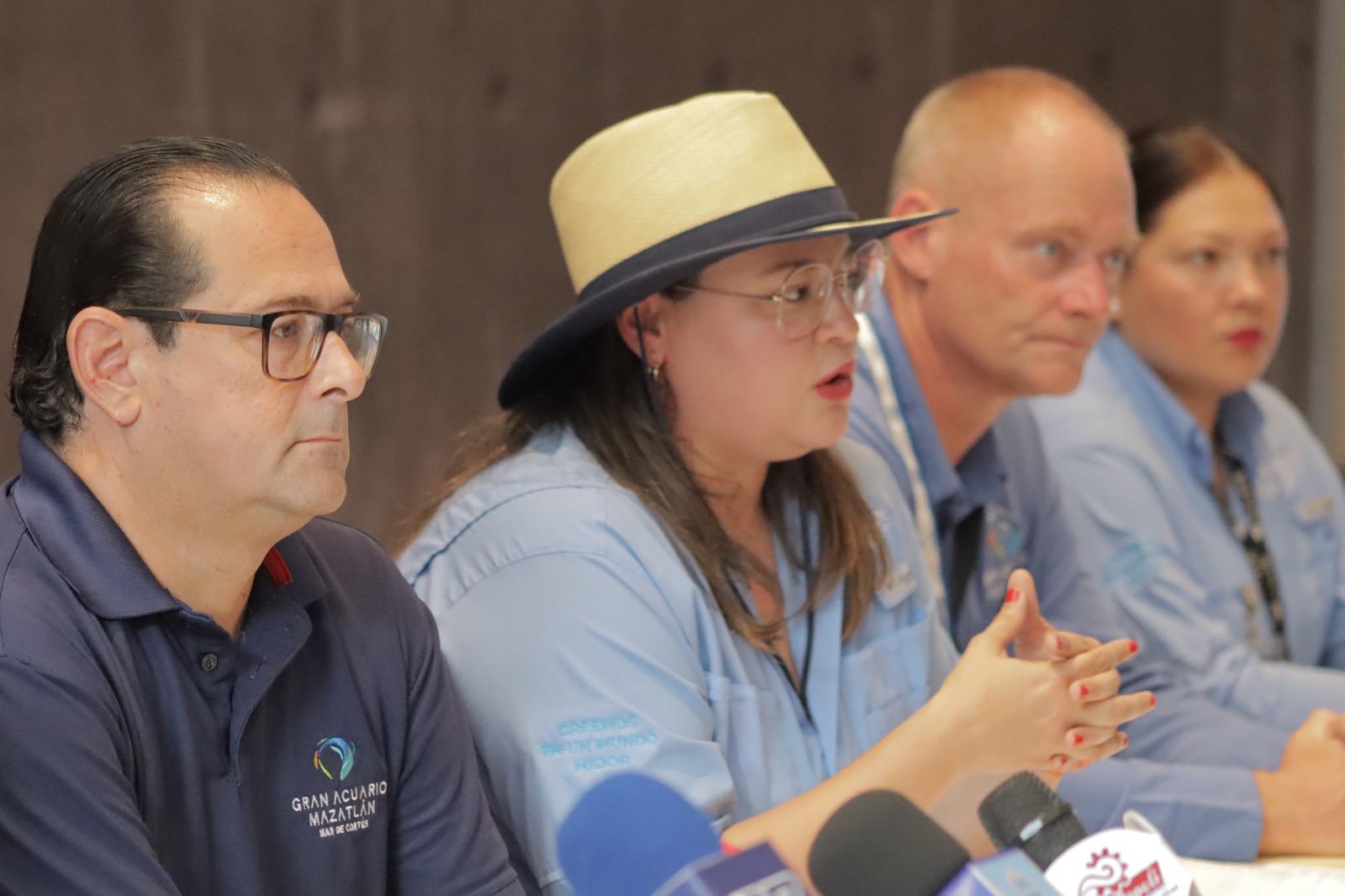 $!Gran Acuario Mazatlán Mar de Cortés y SUCEDE trabajan en pro de la tortuga marina y la salud de los mares