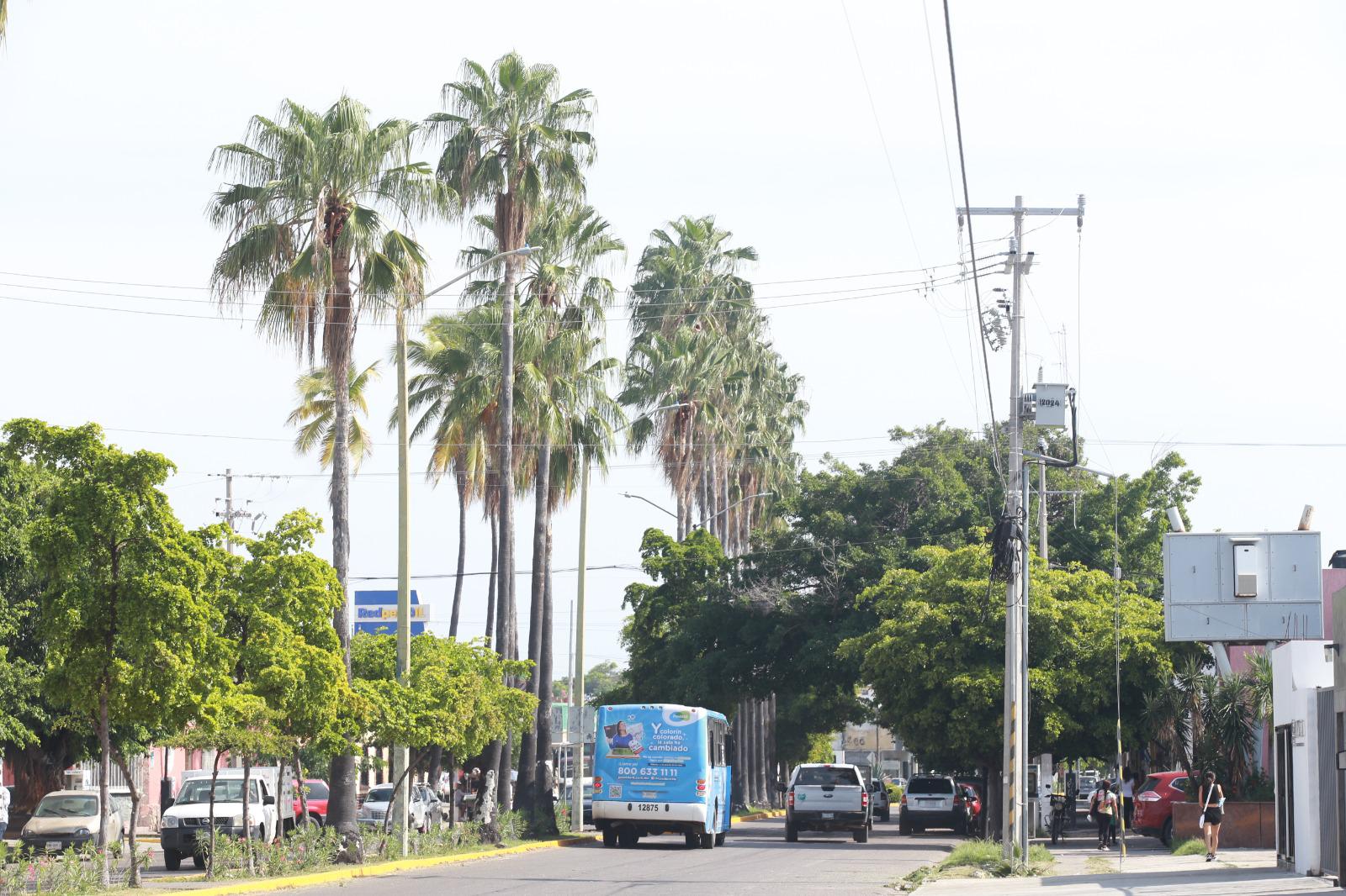 $!Palmeras en Mazatlán, ¿un atractivo o un peligro?