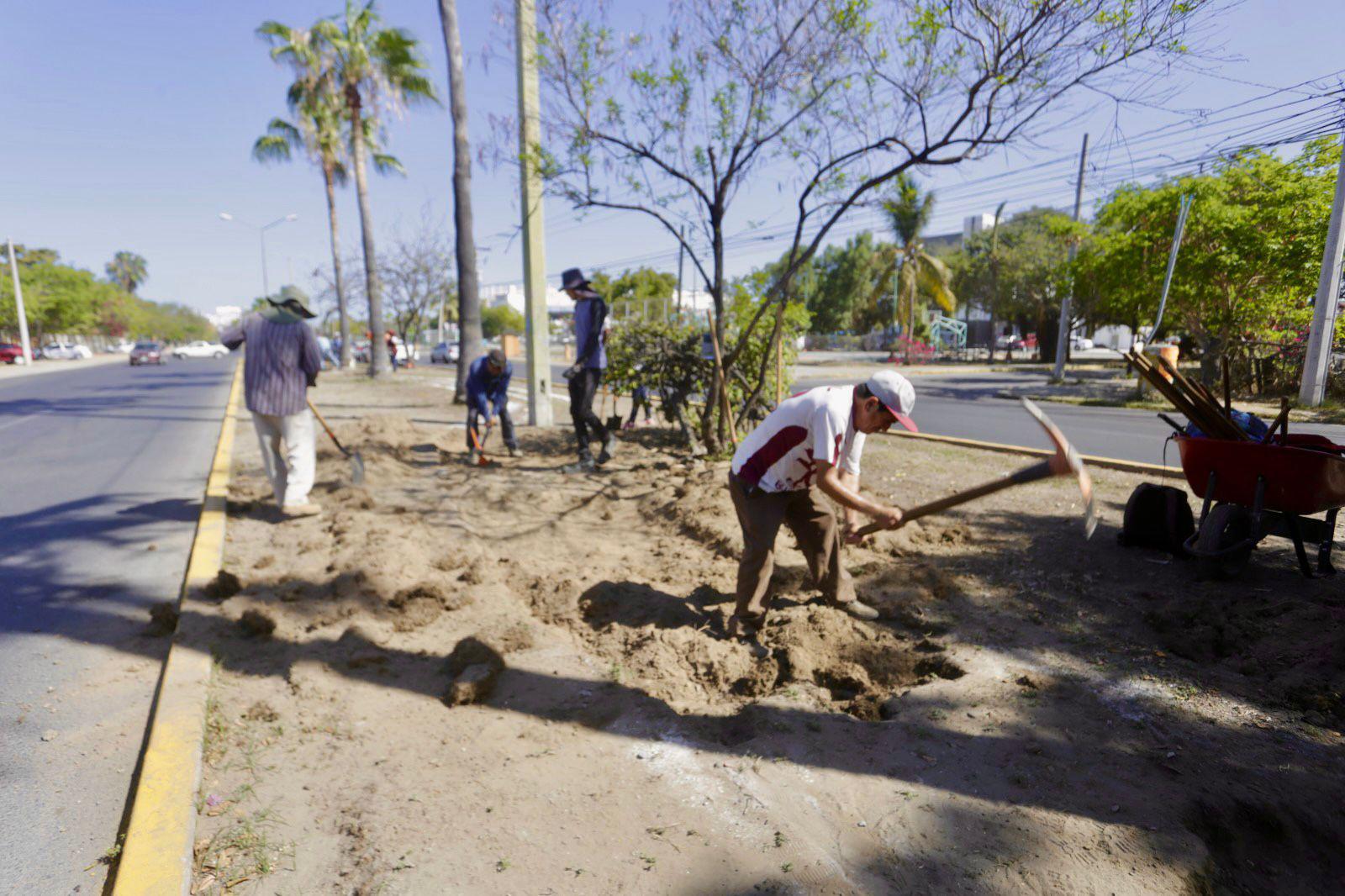 $!Plantan arbolitos en camellón central de la Avenida Leonismo en Mazatlán