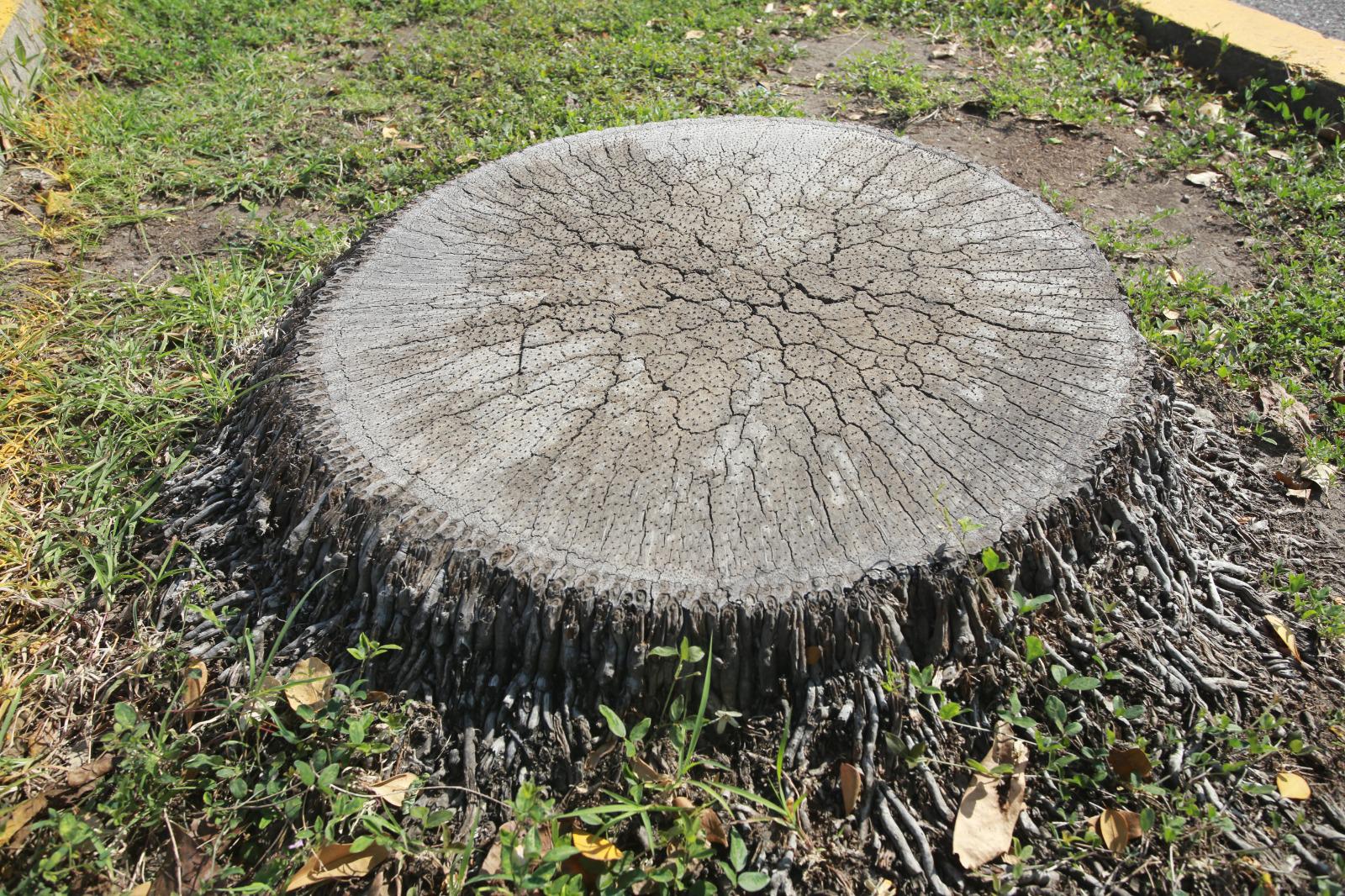 $!Palmeras en Mazatlán, ¿un atractivo o un peligro?