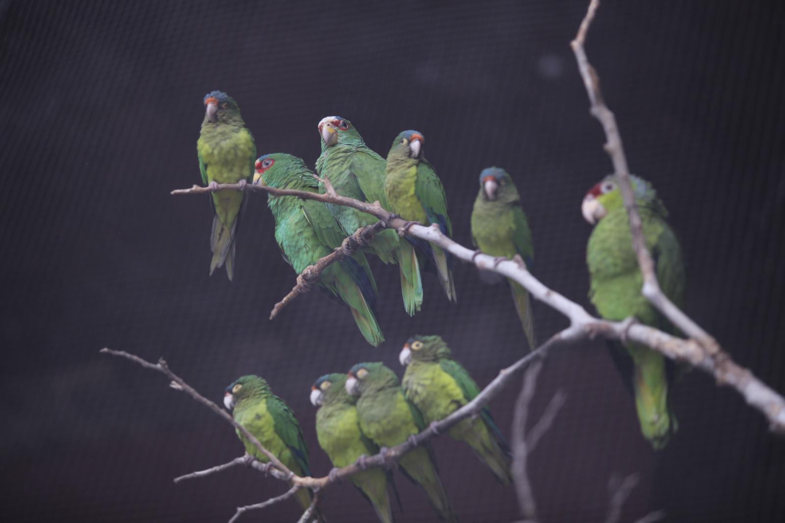 $!Alrededor de 40 loros y pericos de tres especies están en el área El Nido que fue inaugurada.