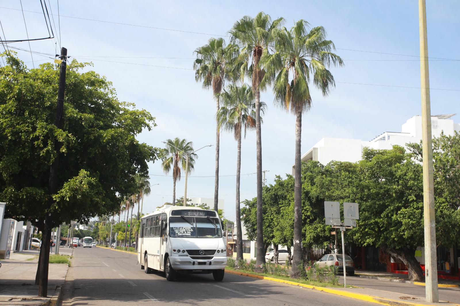 $!Palmeras en Mazatlán, ¿un atractivo o un peligro?