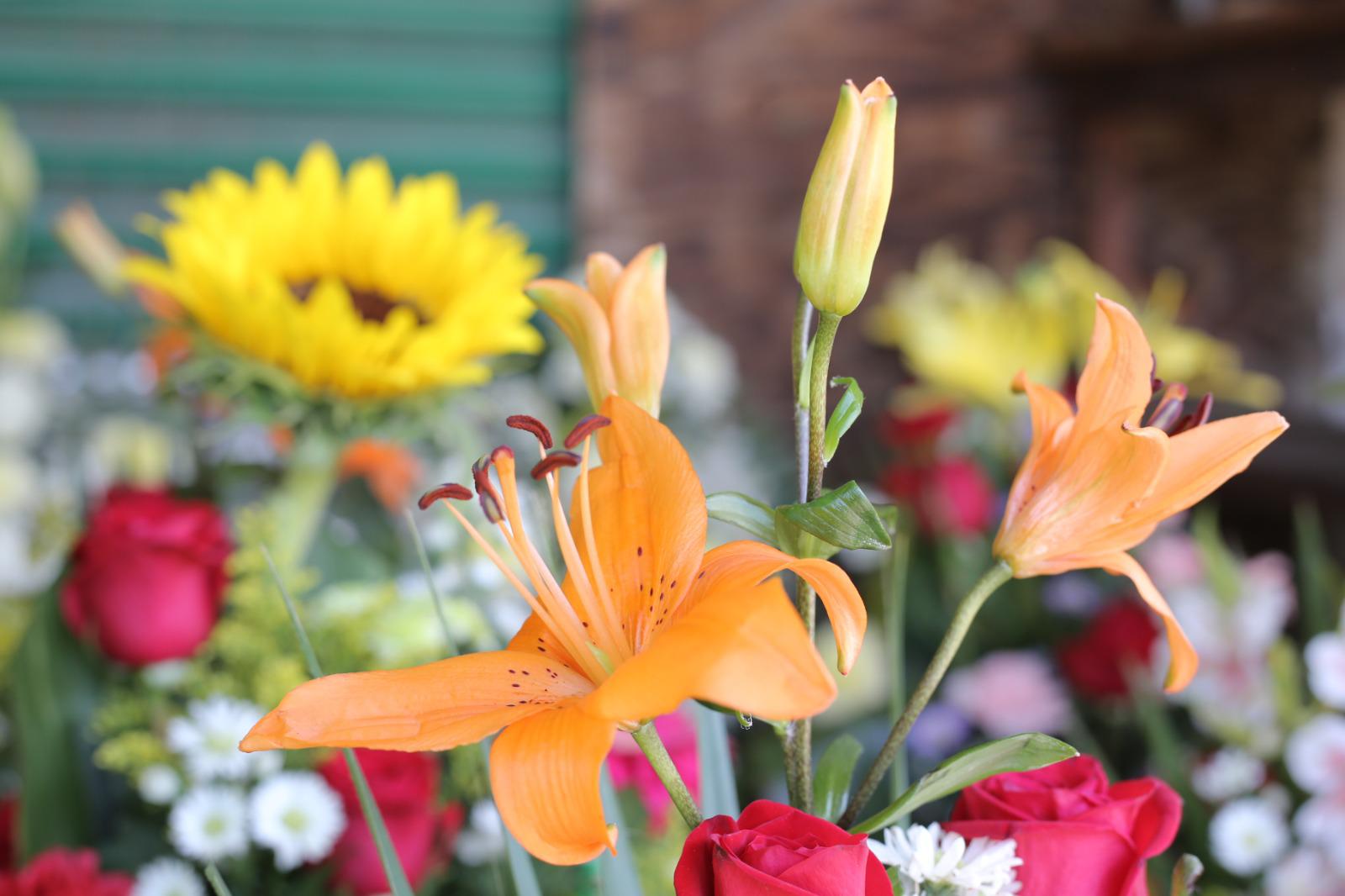 $!Vendedores de flores en Mazatlán esperan aumento de ventas por el Día de Muertos