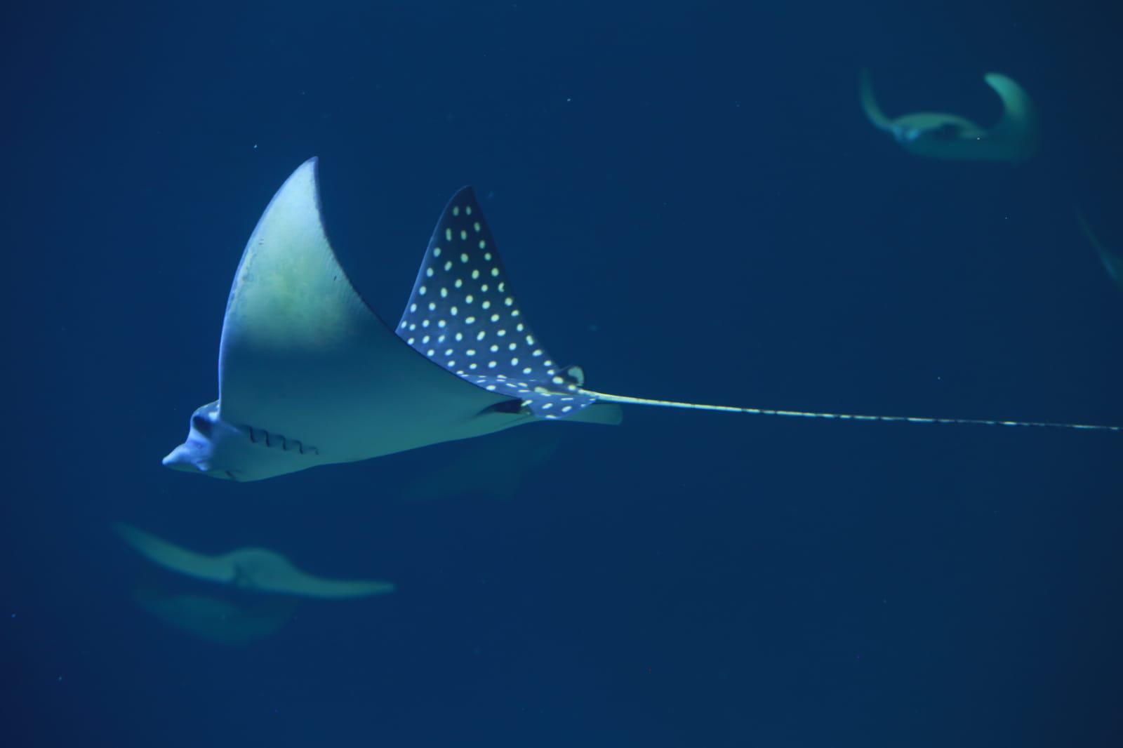 $!Gran Acuario Mazatlán Mar de Cortés, de 2023 a 2289, un sueño hecho realidad: Tatiana Bilbao