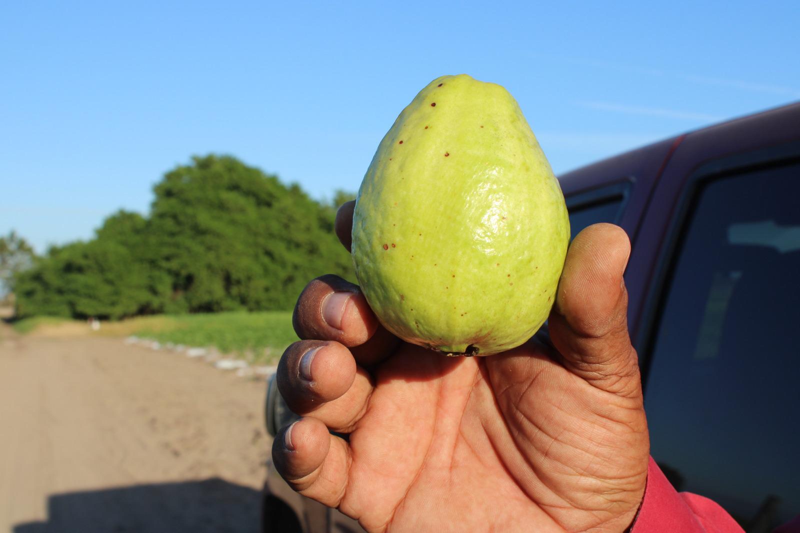 $!Se lanza al cultivo de guayaba en las tierras de Escuinapa