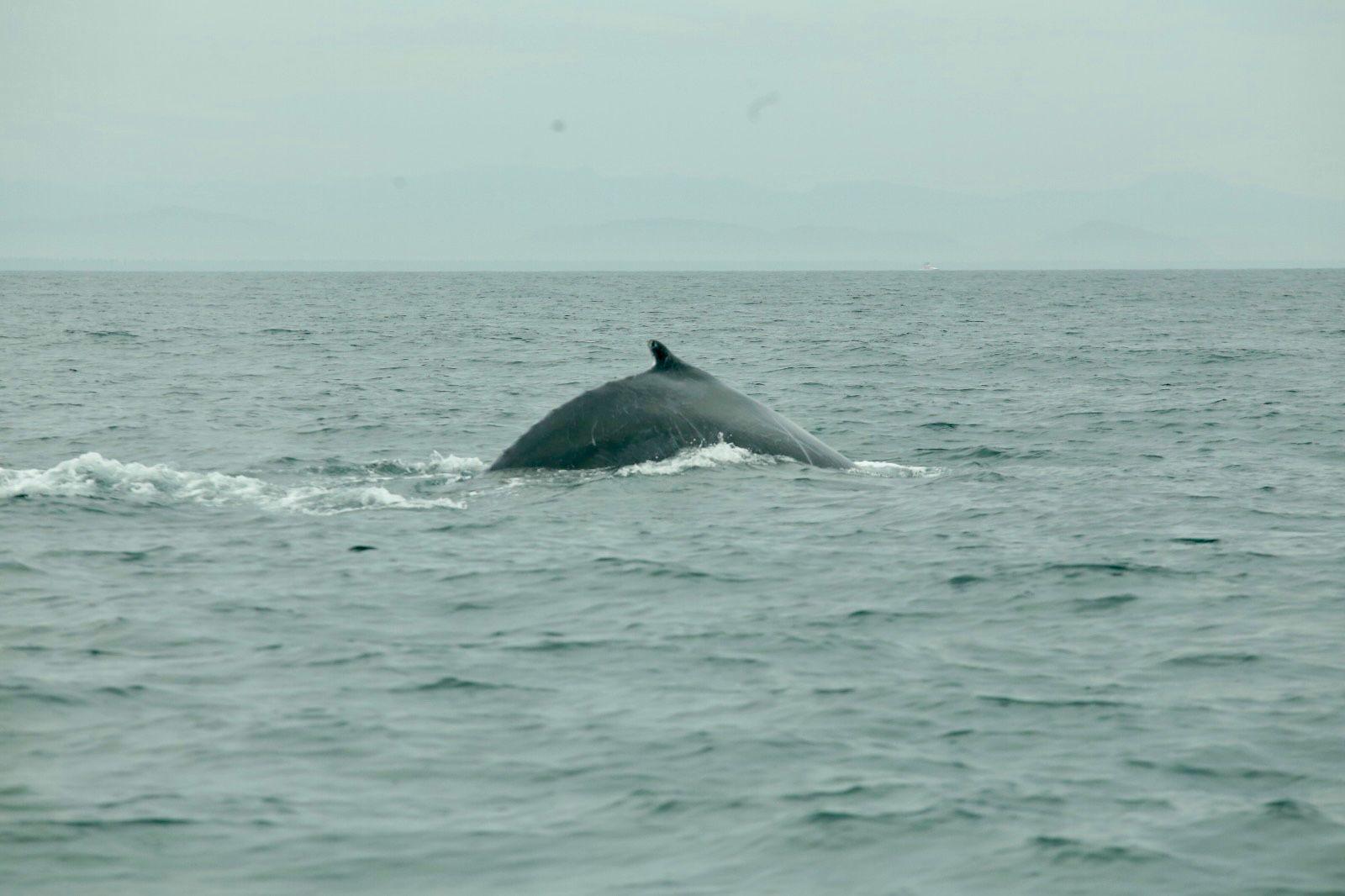 $!Inicia la temporada de avistamiento de ballenas en Mazatlán