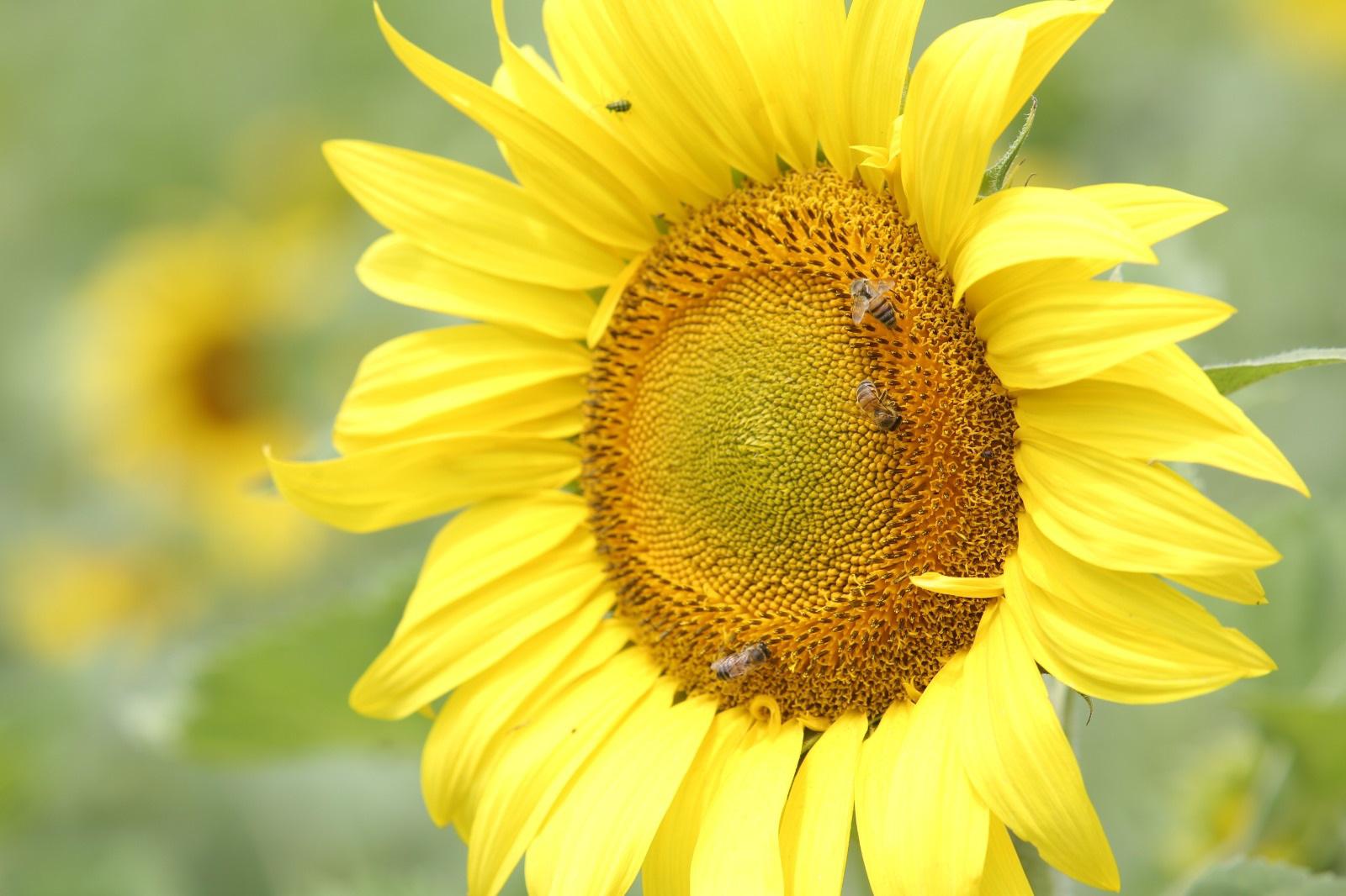 $!Científicos acudirán a campo de girasoles en Mazatlán a estudiar los efectos del eclipse de sol