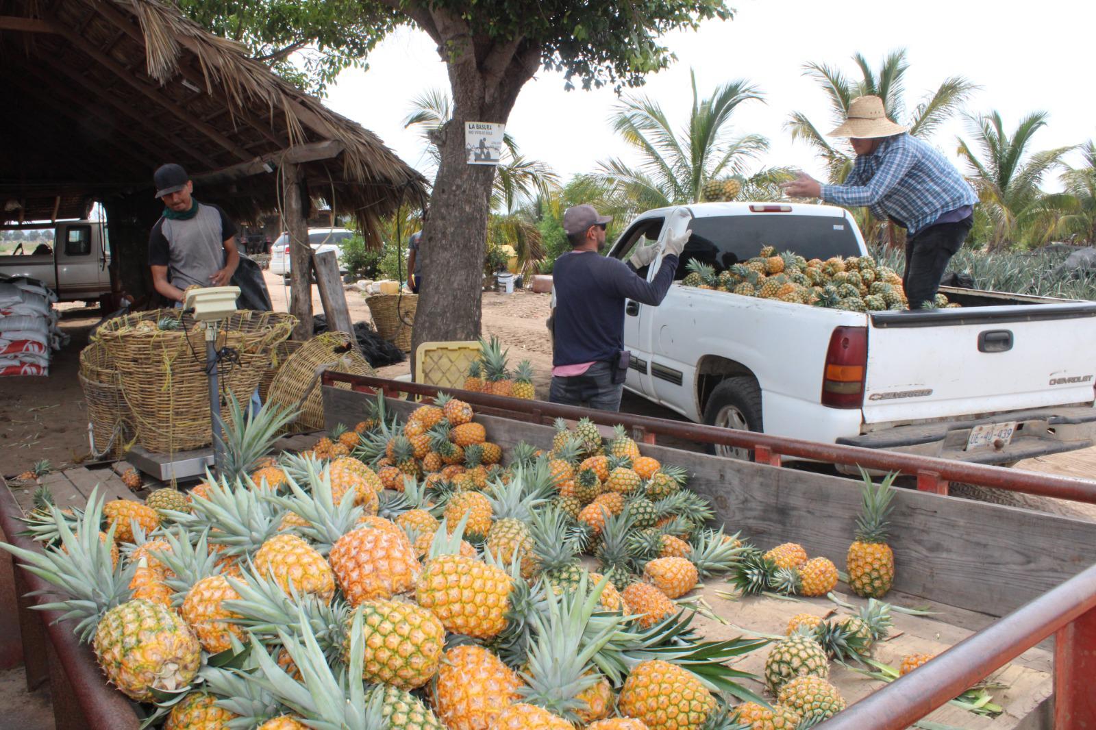 $!Ángel apuesta por el cultivo de la piña en el valle de Rosario