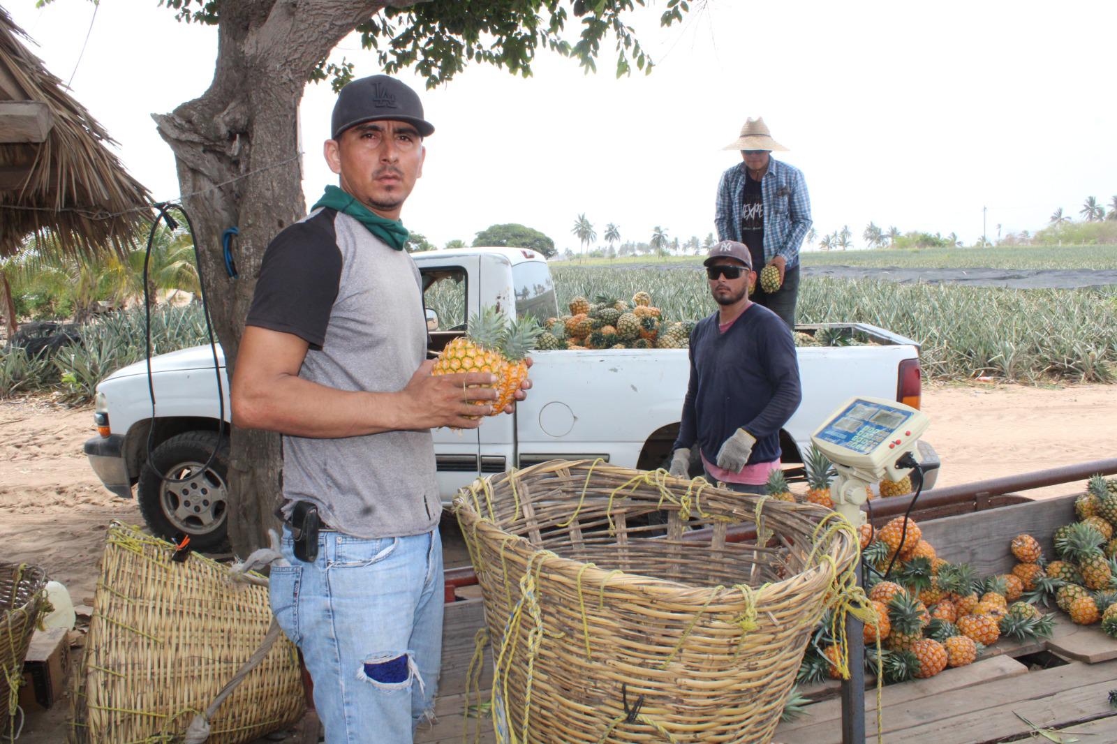 $!Ángel apuesta por el cultivo de la piña en el valle de Rosario