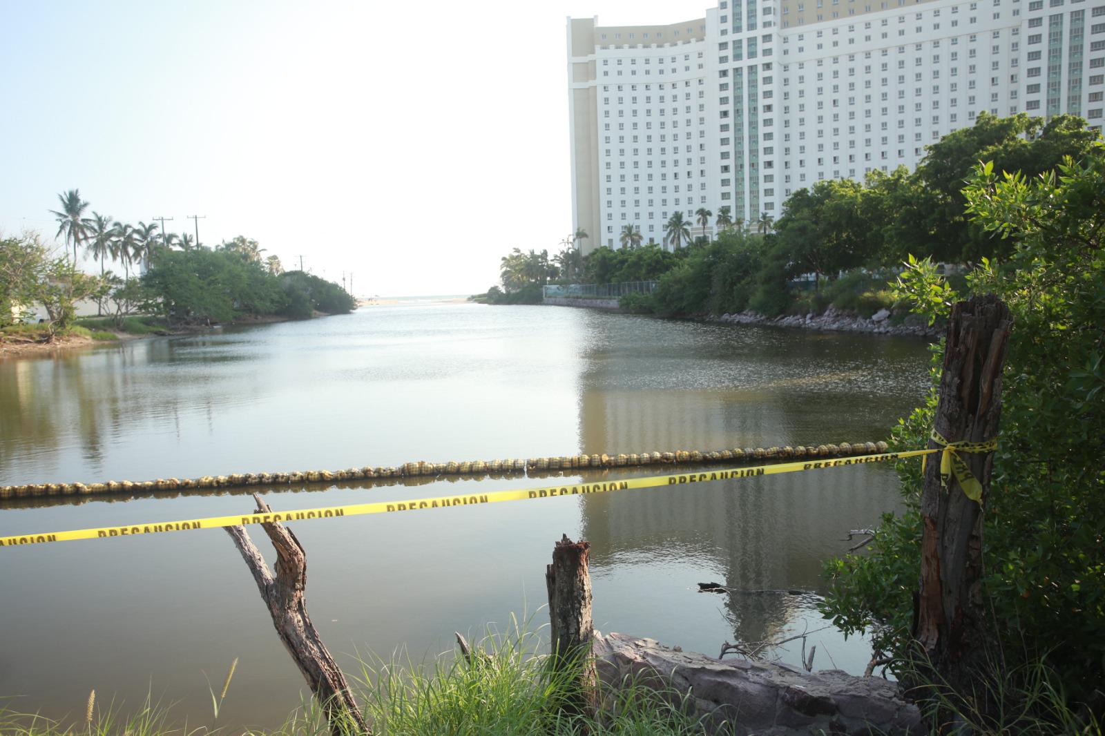 $!Se asoma uno de los dos cocodrilos en el Estero del Yugo