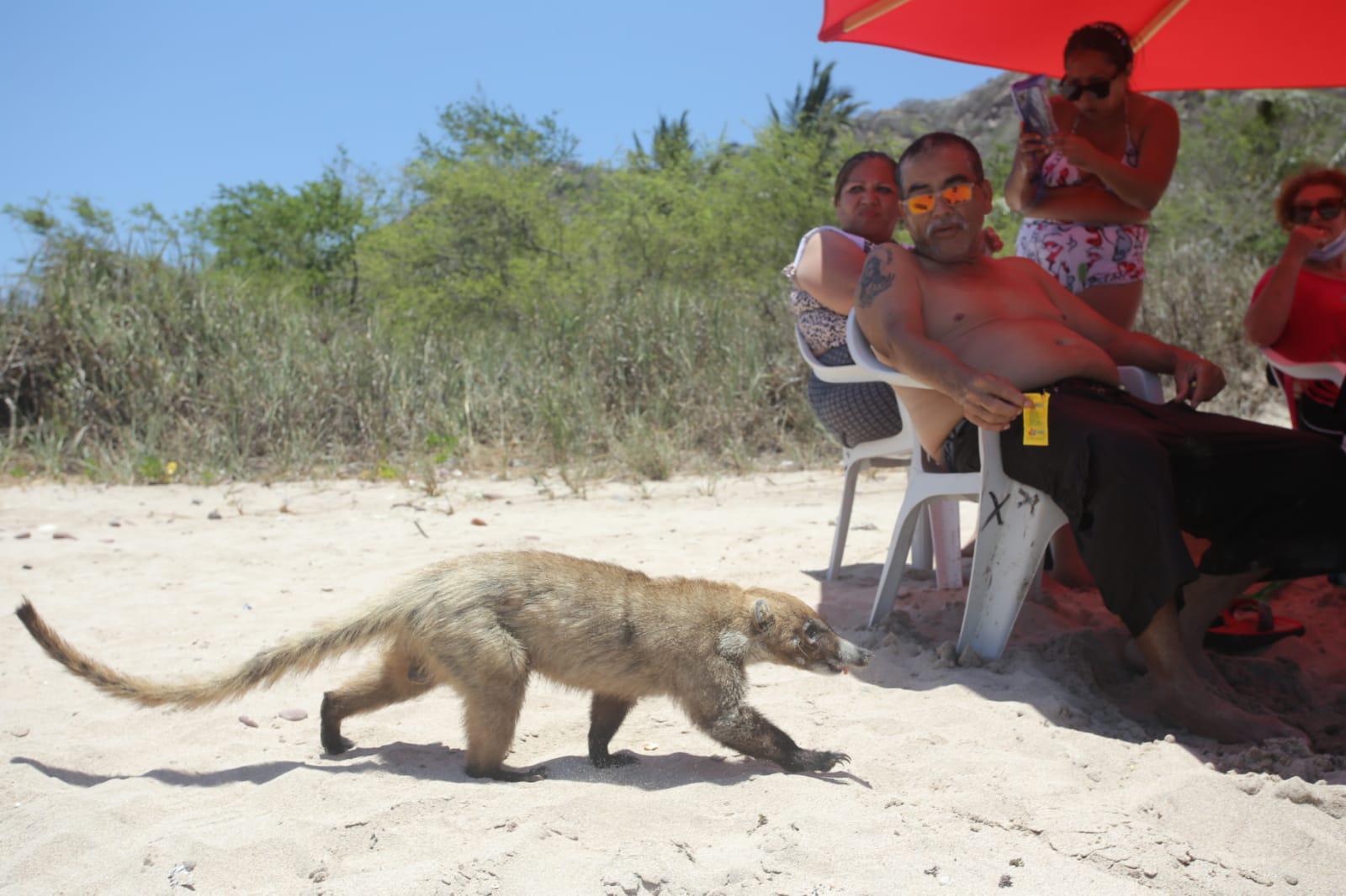 $!La Isla de Venados cada día atrae más visitantes y cada vez, se contamina más