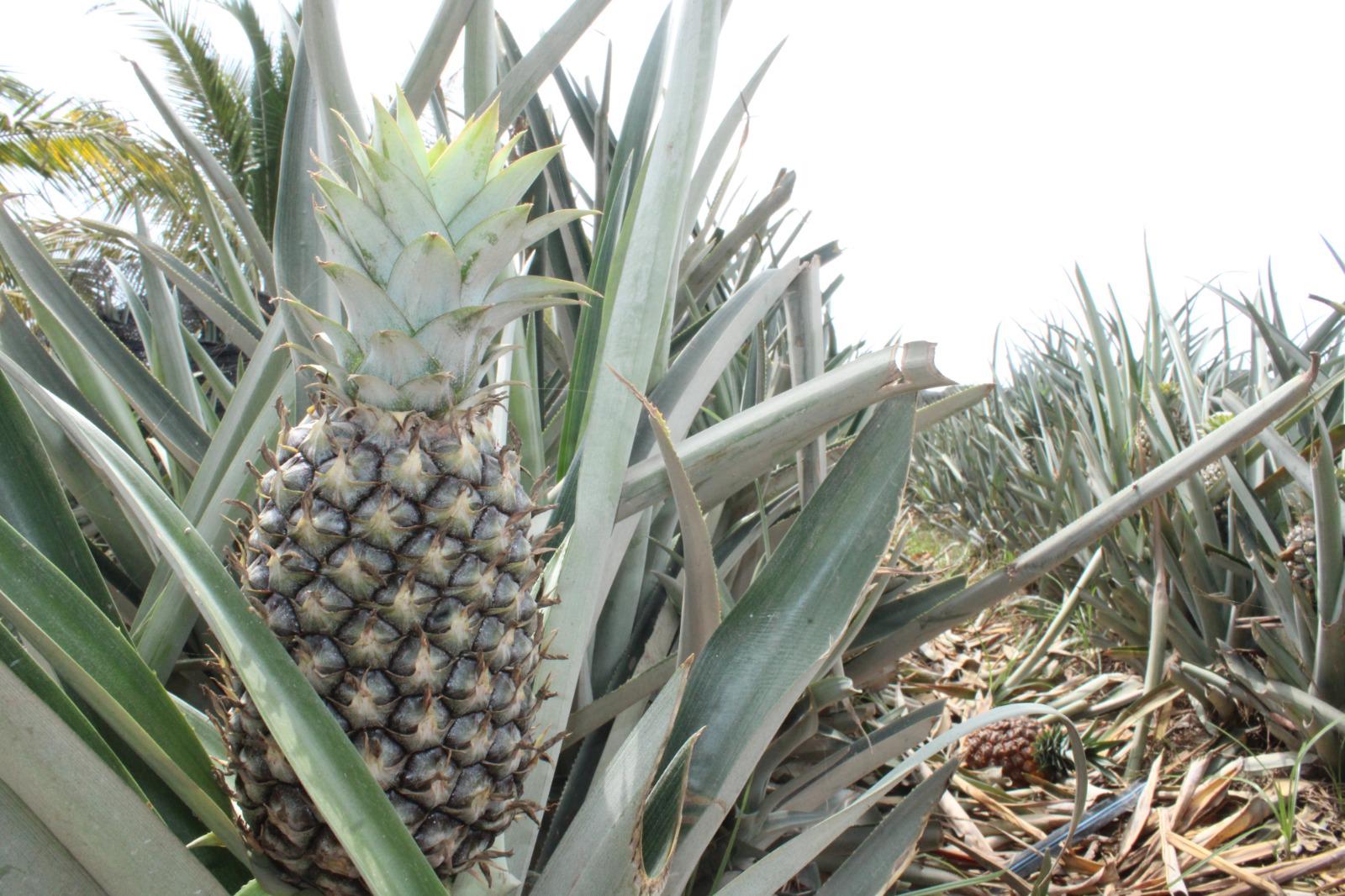 $!Ángel apuesta por el cultivo de la piña en el valle de Rosario