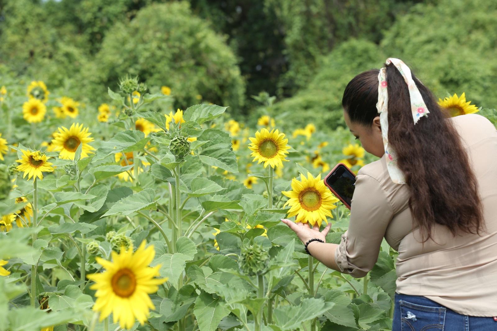 $!Científicos acudirán a campo de girasoles en Mazatlán a estudiar los efectos del eclipse de sol