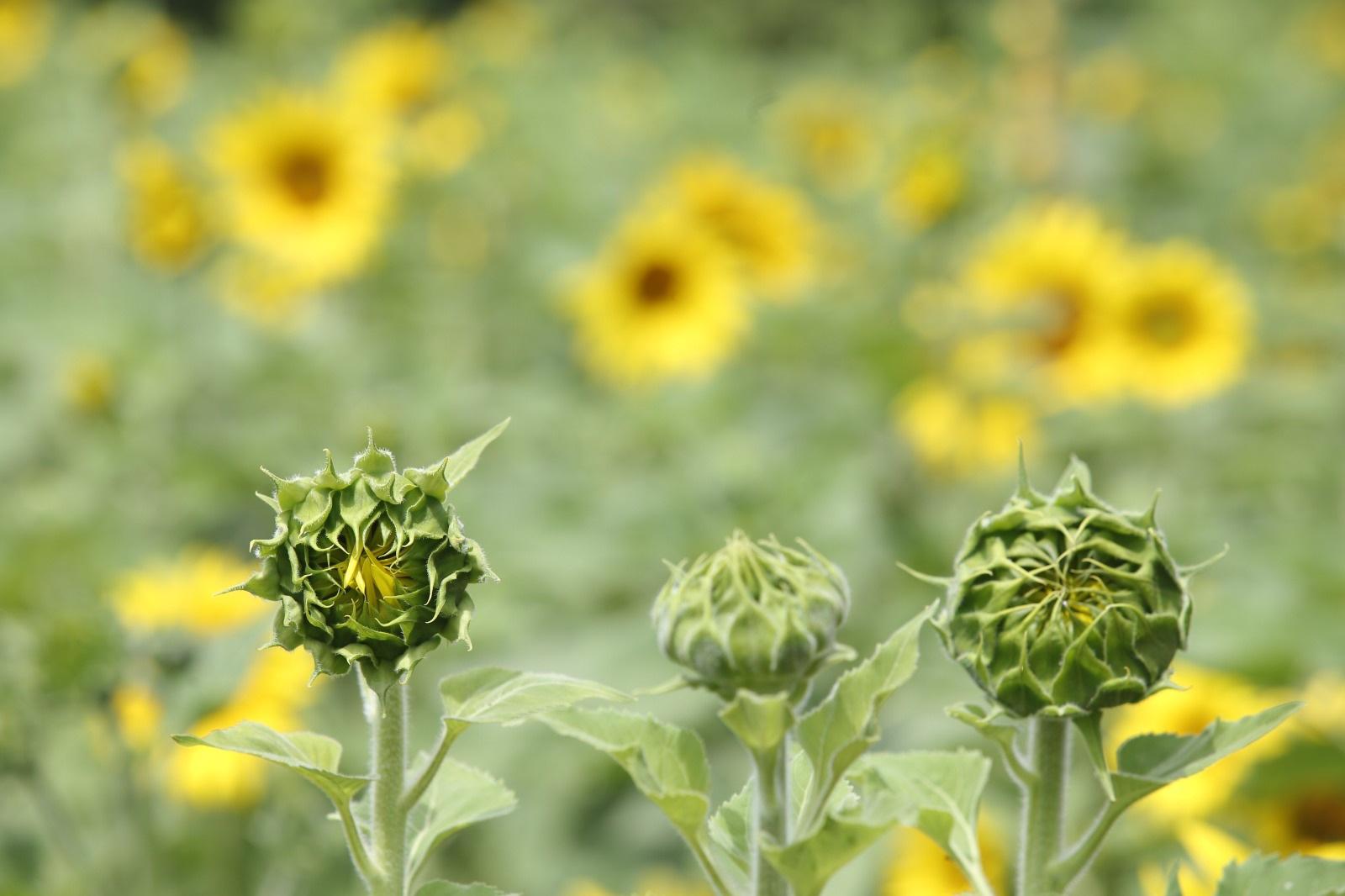 $!Científicos acudirán a campo de girasoles en Mazatlán a estudiar los efectos del eclipse de sol