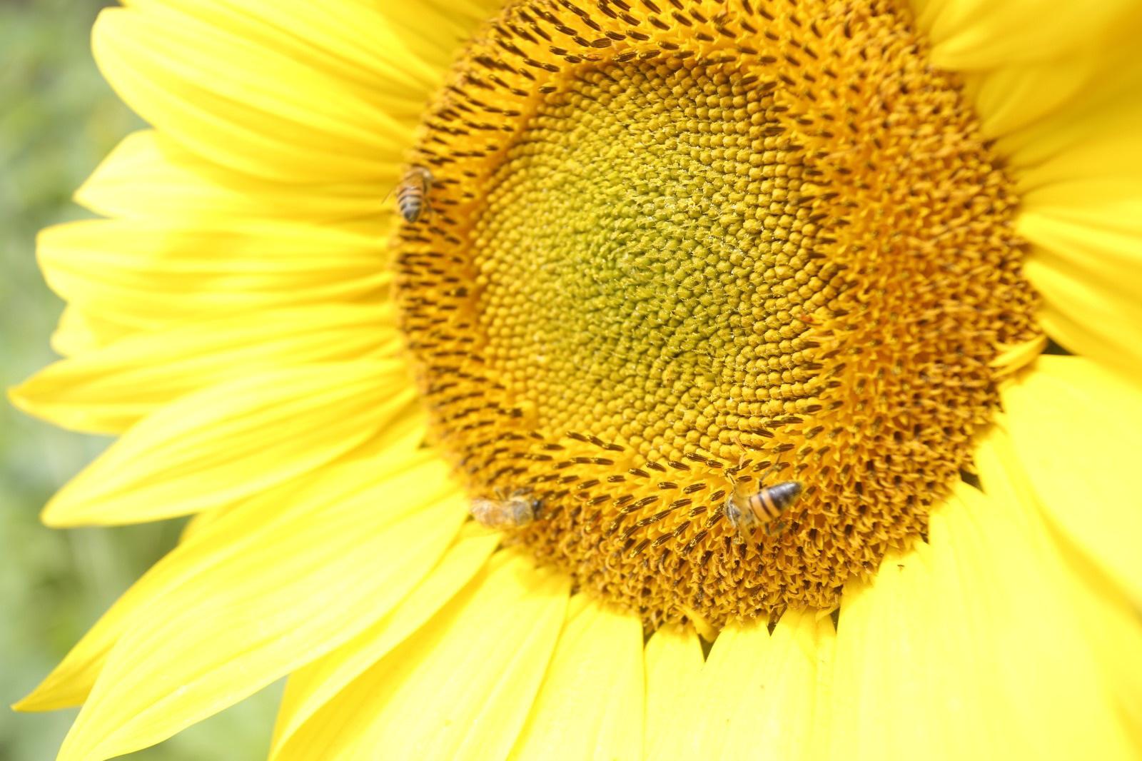 $!Científicos acudirán a campo de girasoles en Mazatlán a estudiar los efectos del eclipse de sol