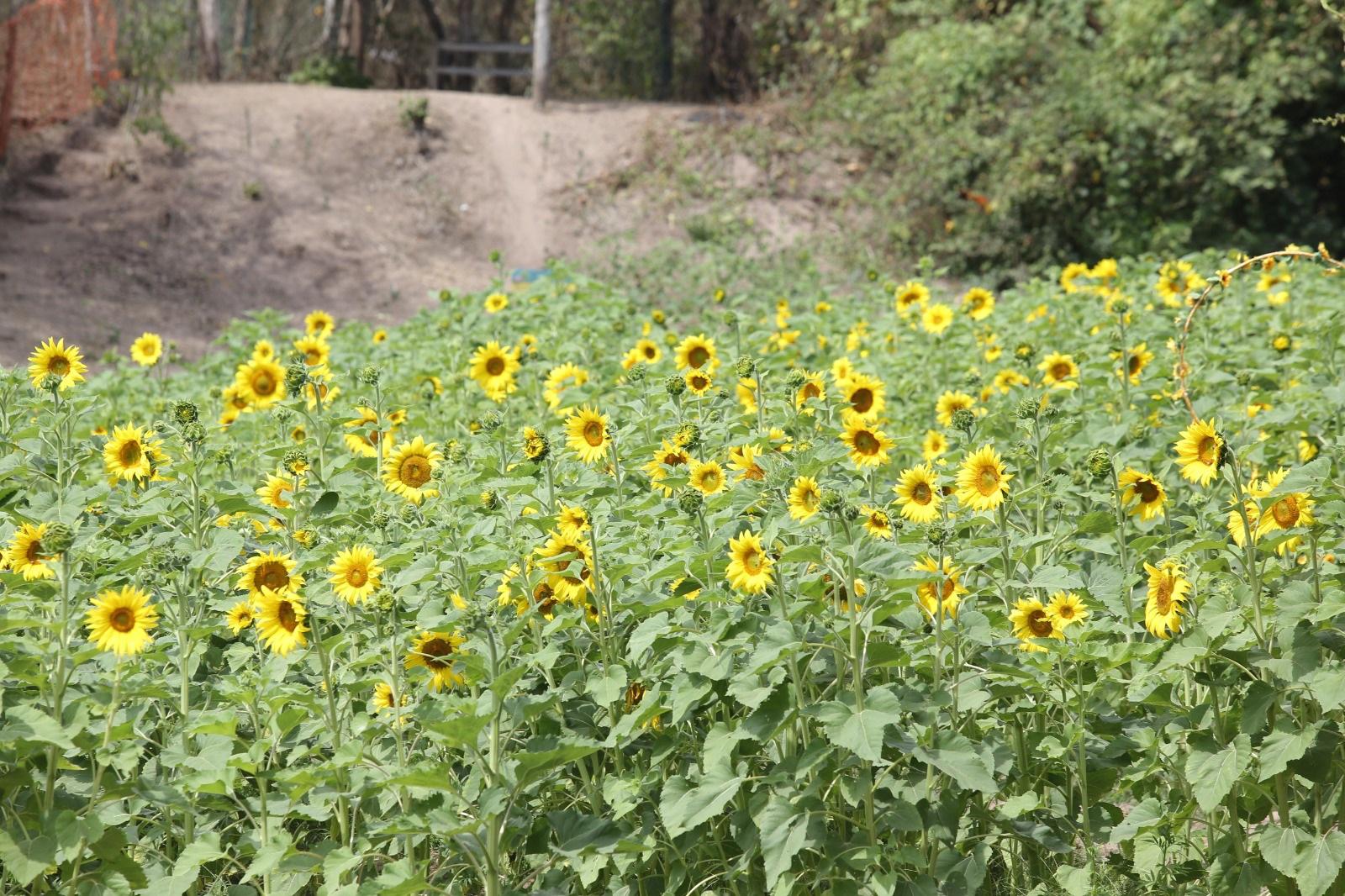 $!Científicos acudirán a campo de girasoles en Mazatlán a estudiar los efectos del eclipse de sol