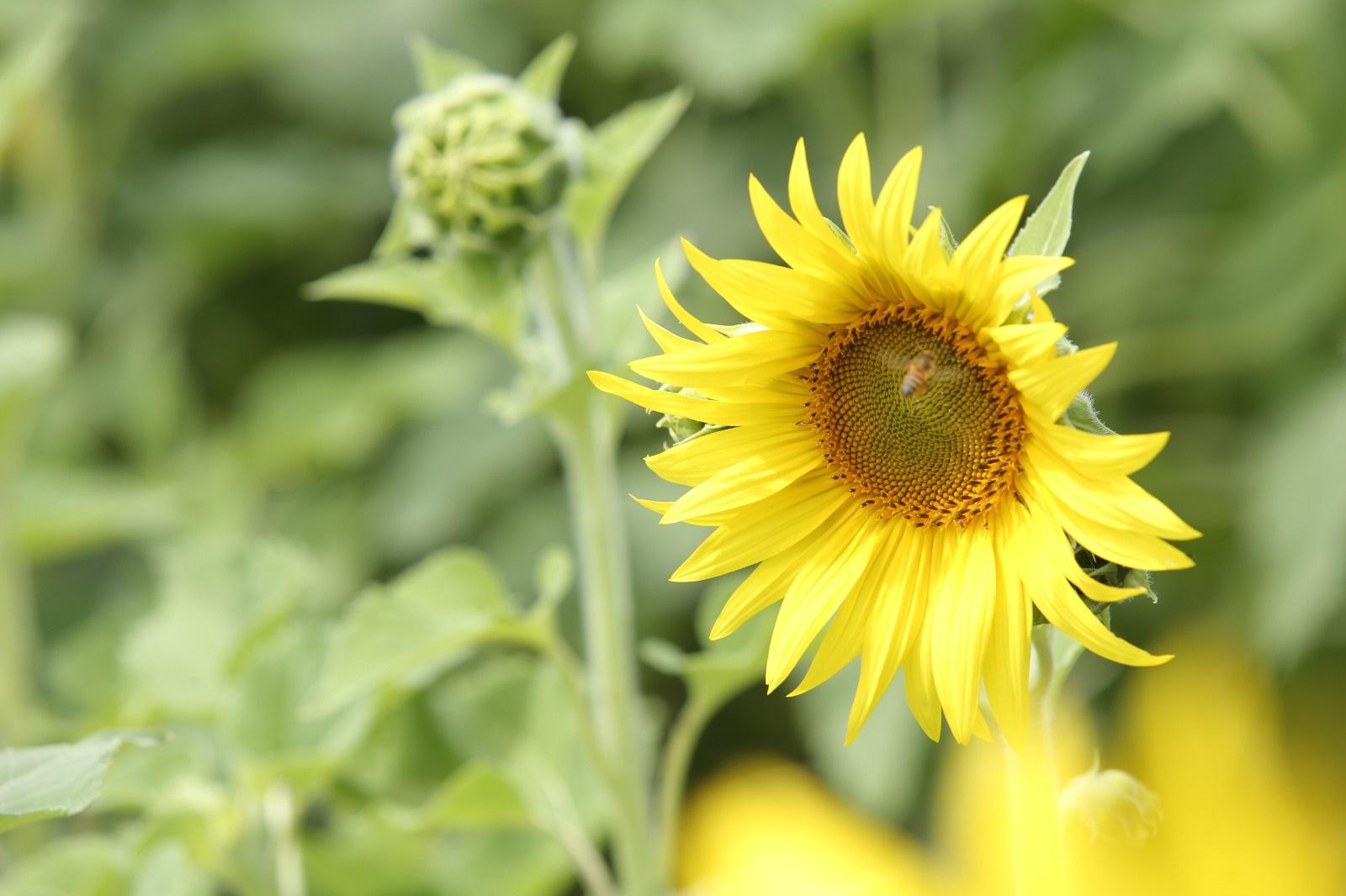 $!Científicos acudirán a campo de girasoles en Mazatlán a estudiar los efectos del eclipse de sol