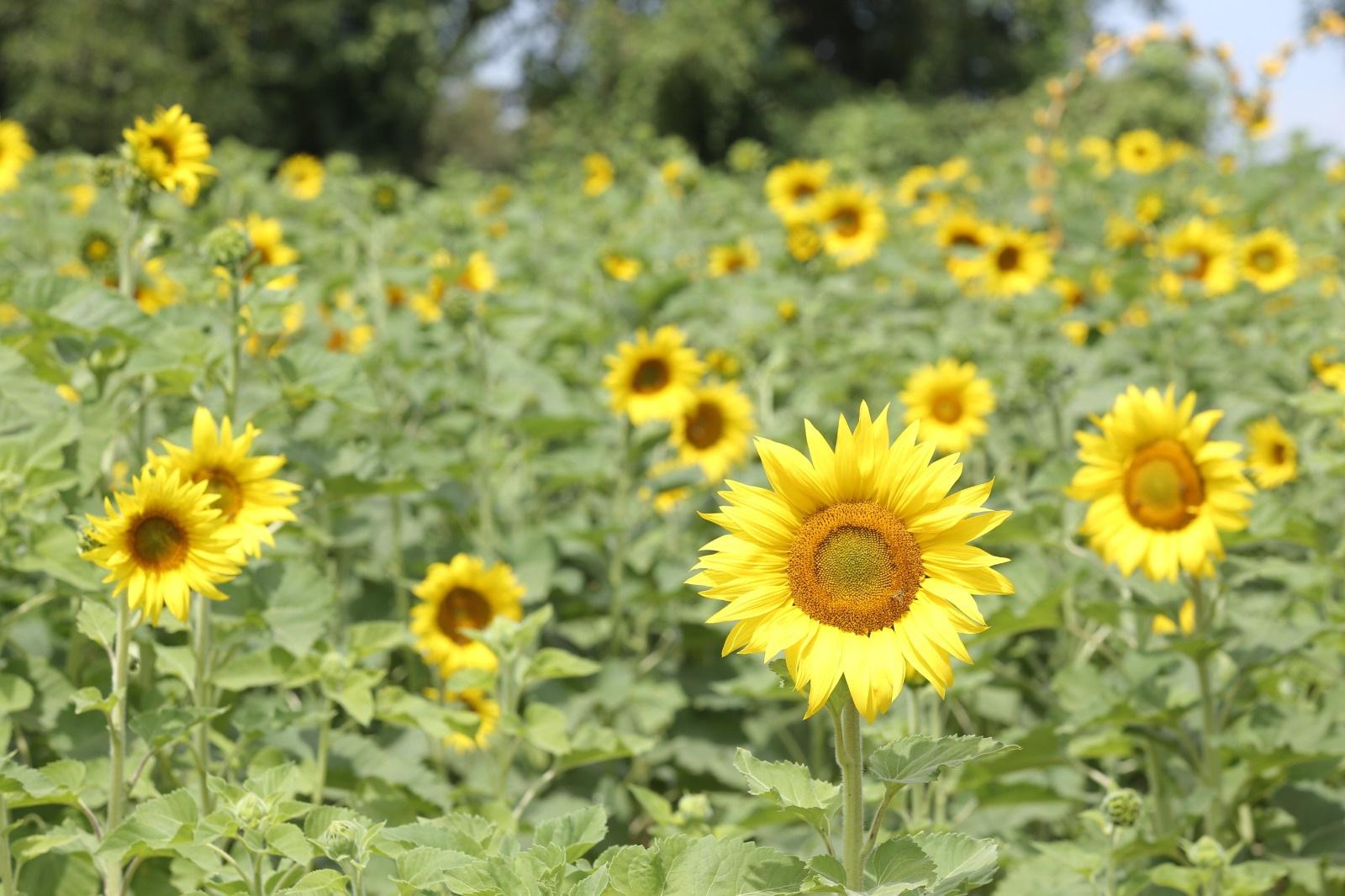 $!Científicos acudirán a campo de girasoles en Mazatlán a estudiar los efectos del eclipse de sol