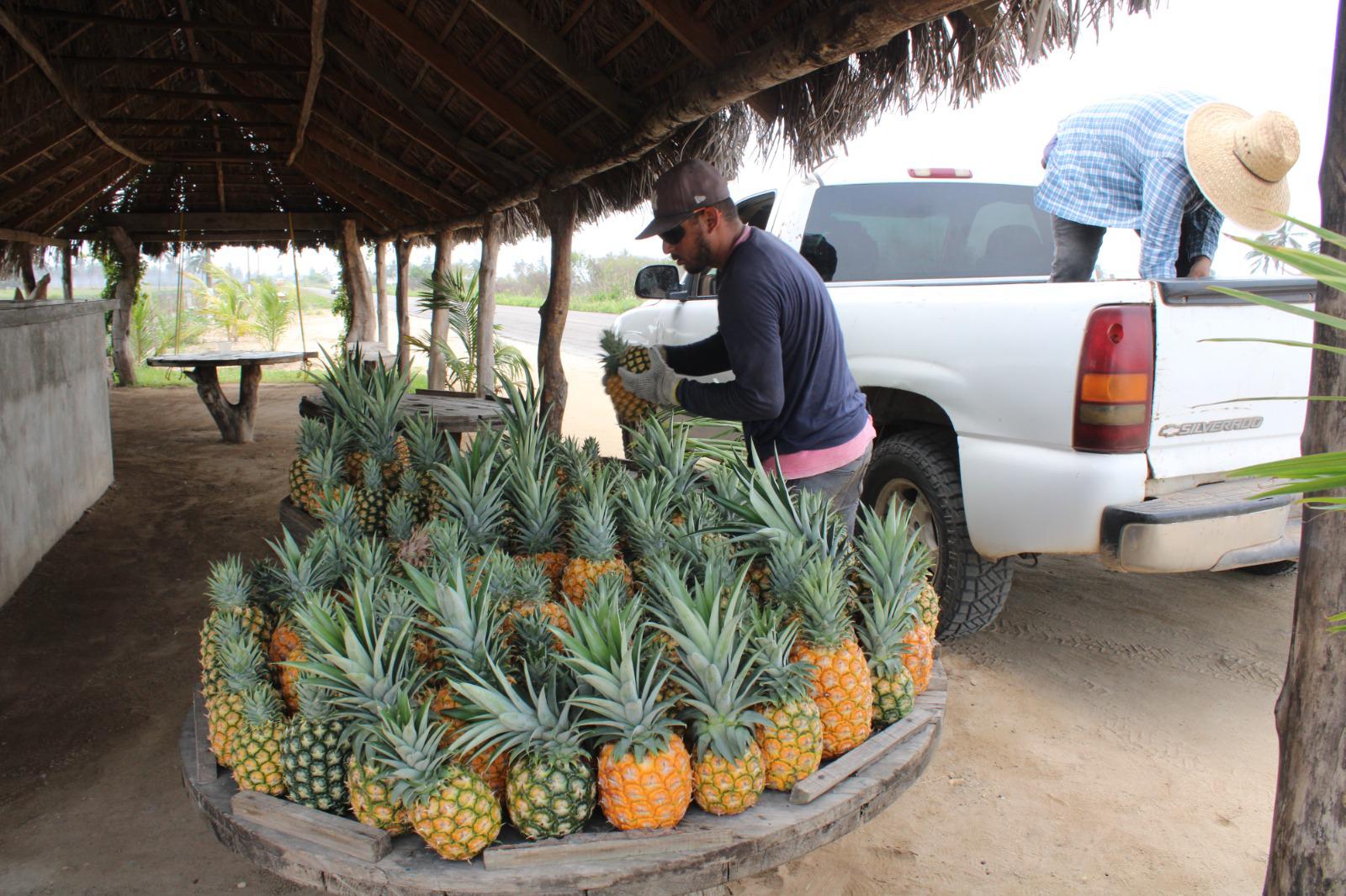 $!Ángel apuesta por el cultivo de la piña en el valle de Rosario