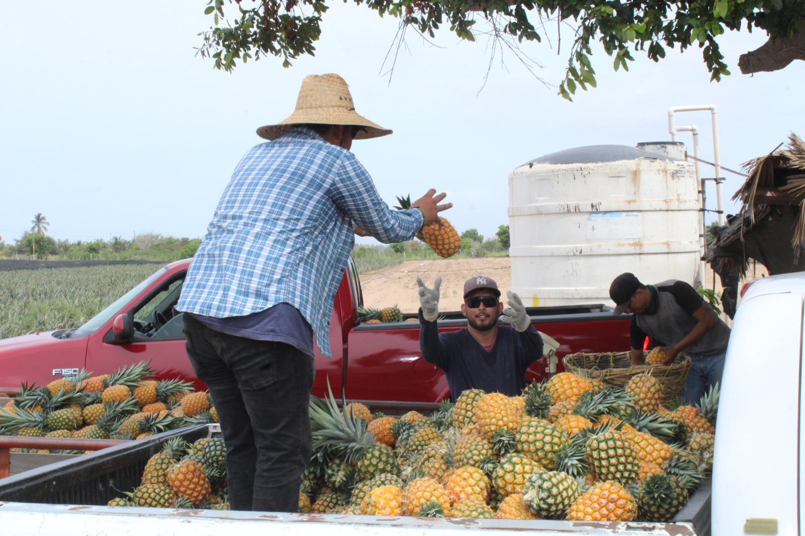 $!Ángel apuesta por el cultivo de la piña en el valle de Rosario