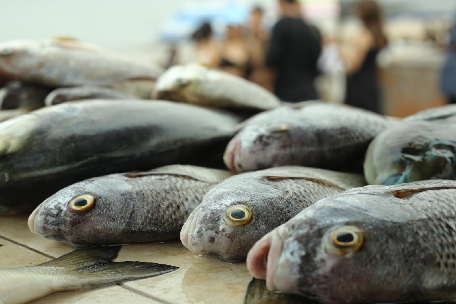 $!Viven pescadores de Playa Norte una temporada complicada ante escasez de producto