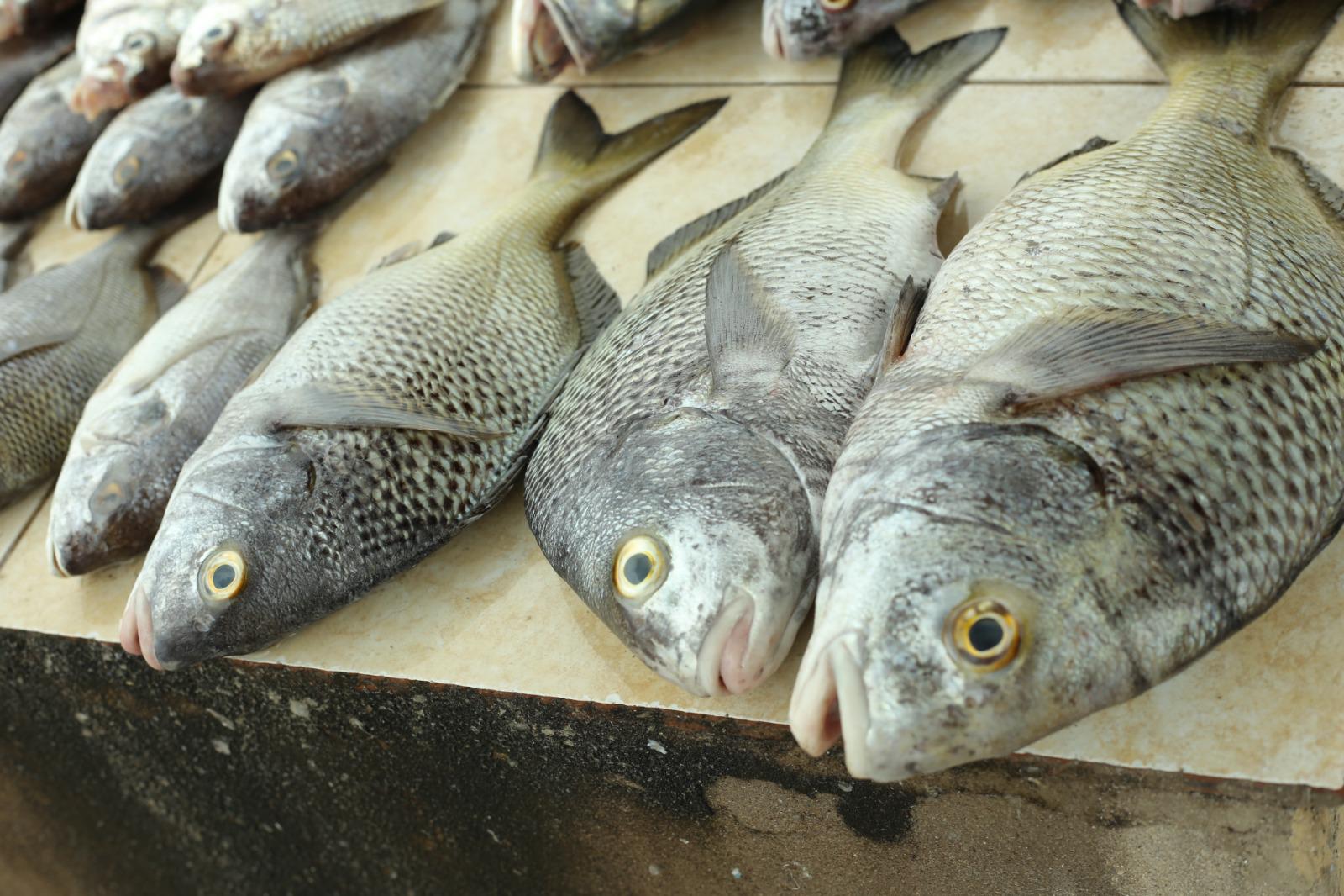 $!Viven pescadores de Playa Norte una temporada complicada ante escasez de producto