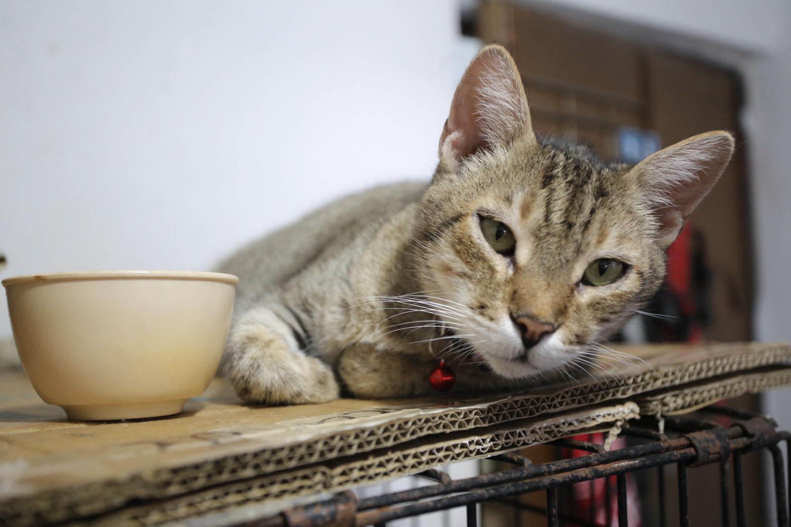 $!La “Gorda”, la minina más vieja del refugio Amigos de los Animales con 15 años cohabitando con los demás animales.