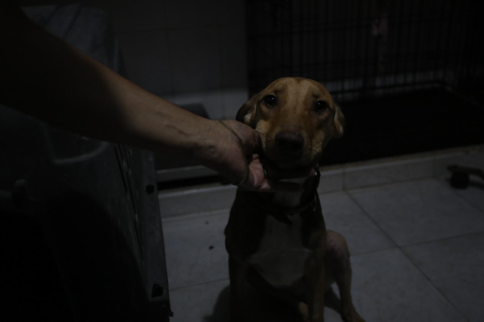 $!Maggie es una perrita que tras ser adoptada regresó al albergue con sus rodillas lastimadas y tuvo que pasar por dos operaciones para comenzar una larga recuperación.