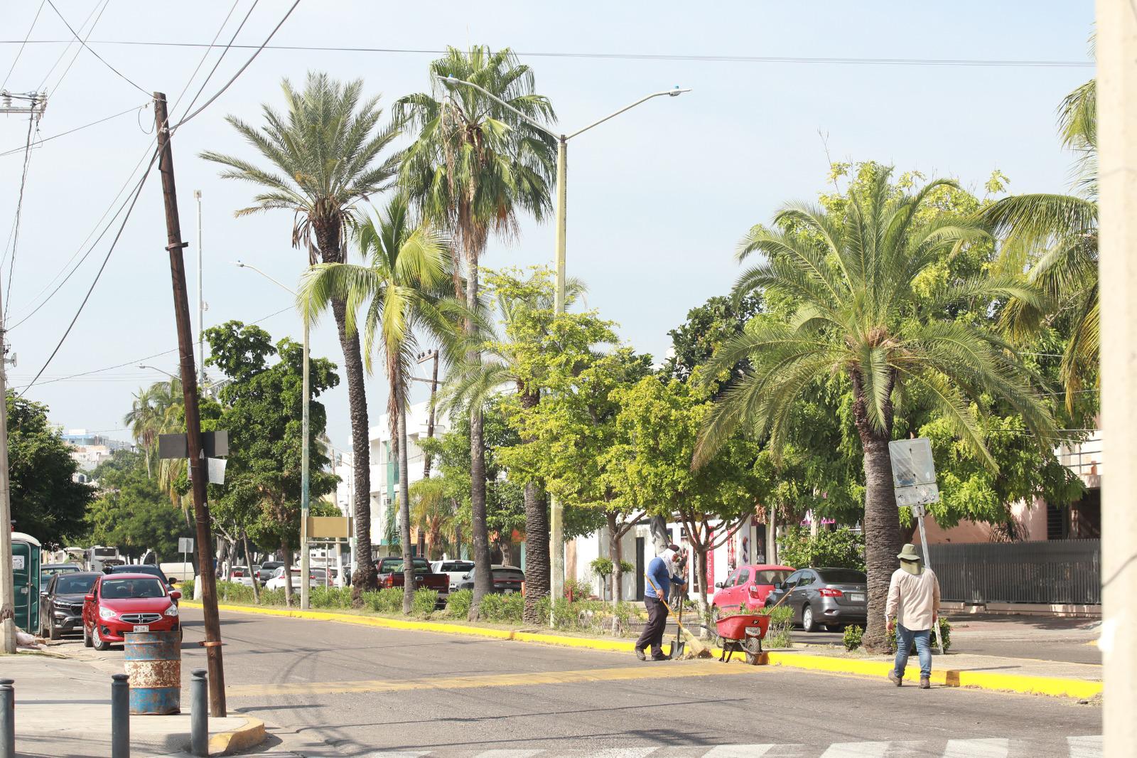 $!Palmeras en Mazatlán, ¿un atractivo o un peligro?